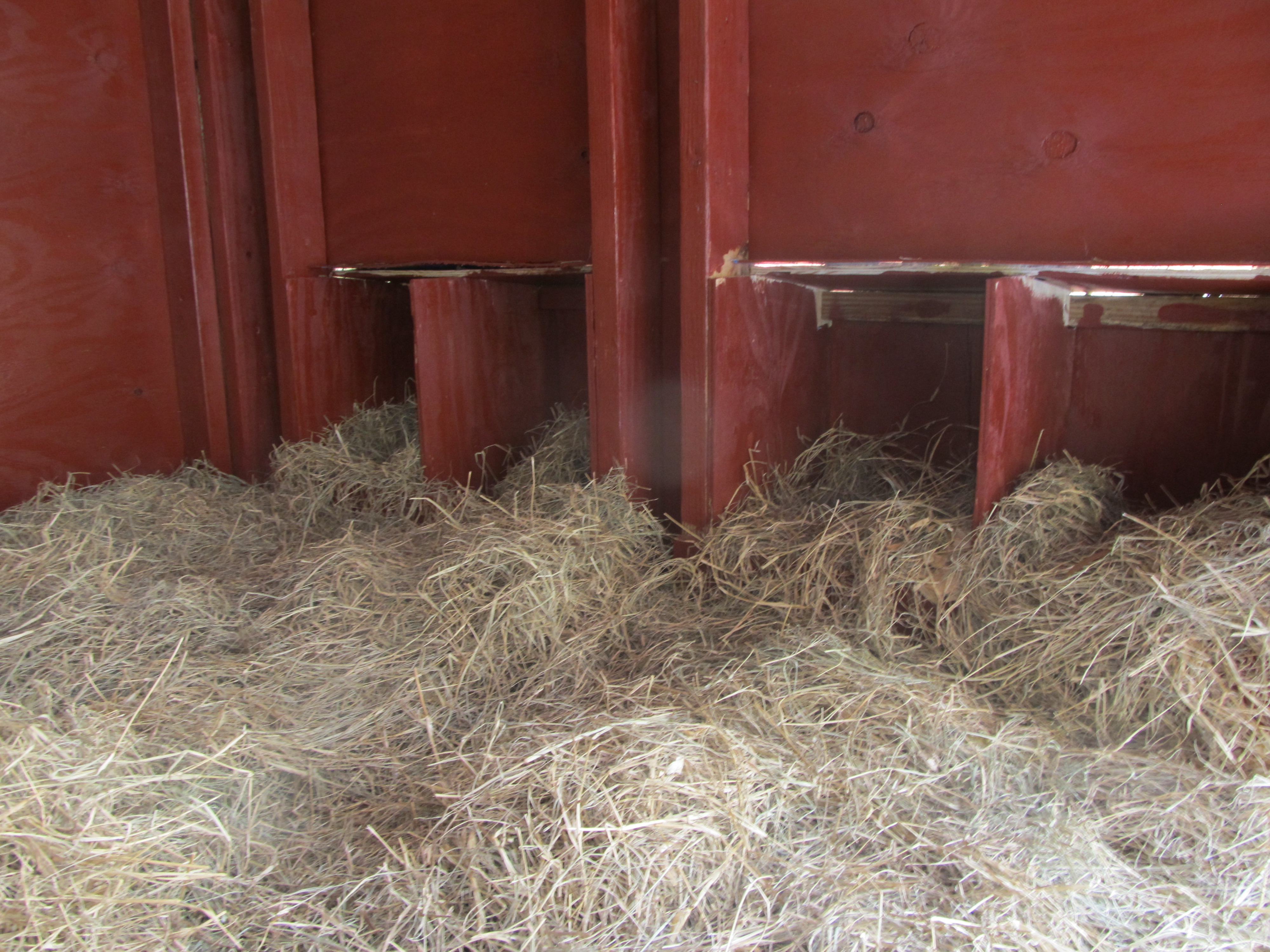 Nesting boxes inside coop for laying hens