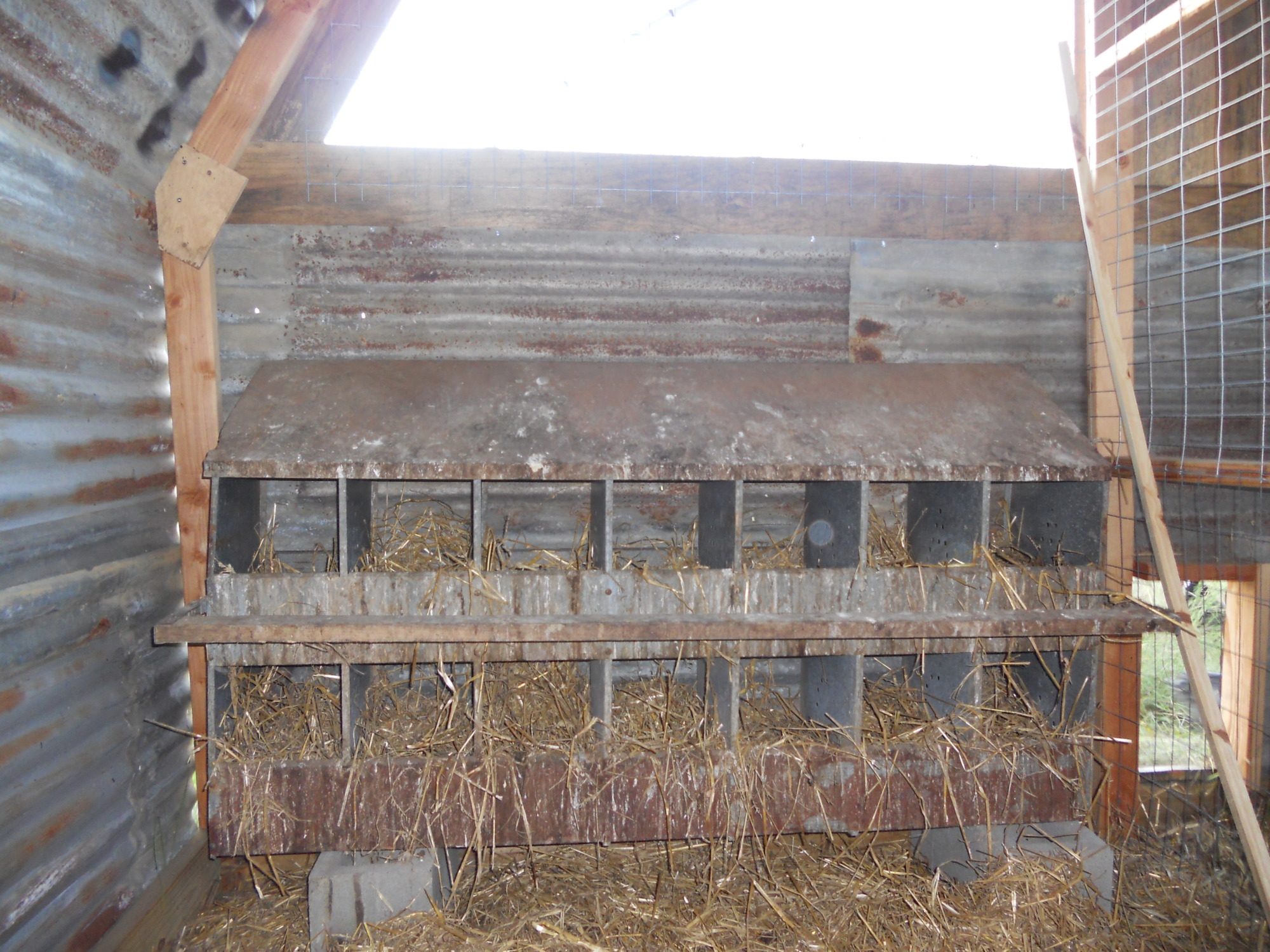 Nesting boxes on back wall