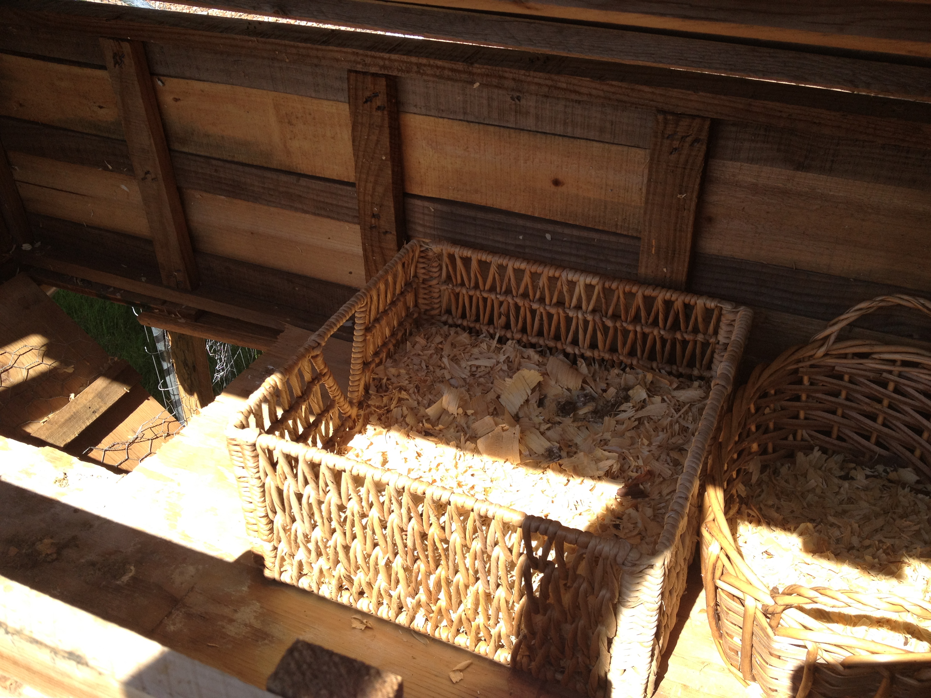 nesting boxes, ramp goes up from feeding area to coop.