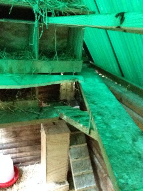 Nesting boxes, ramps, and roosting pole