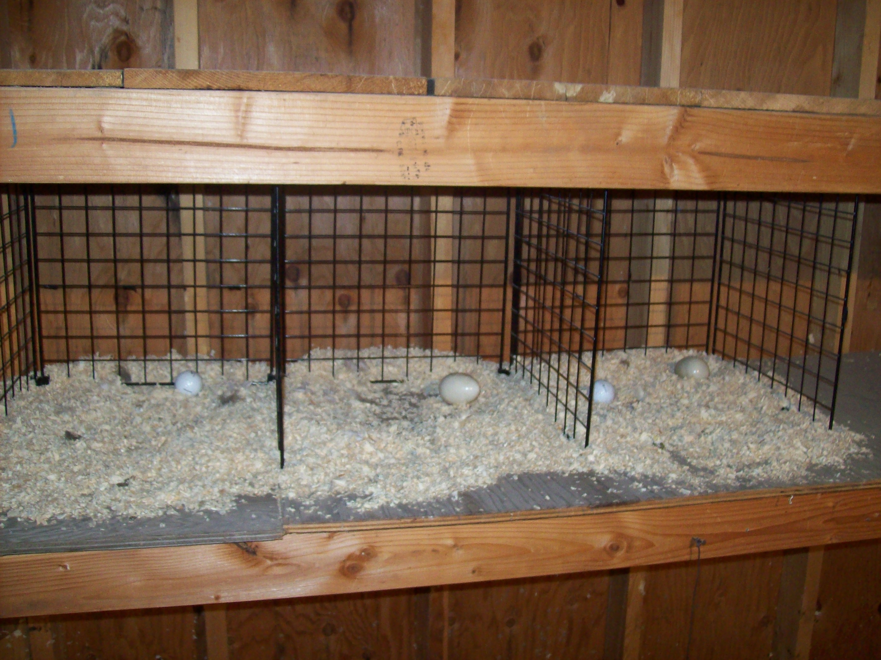 Nesting "boxes", with golf balls and fake eggs in them.