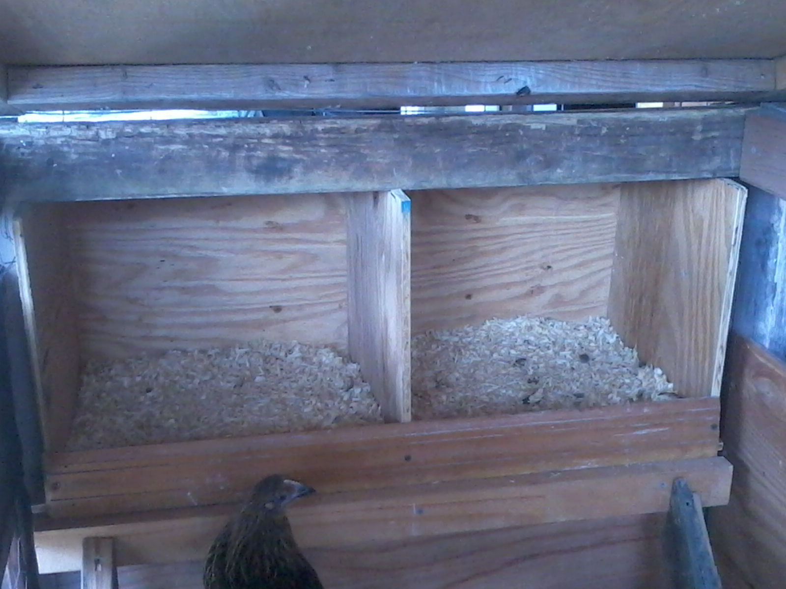 Nesting boxes with outside access