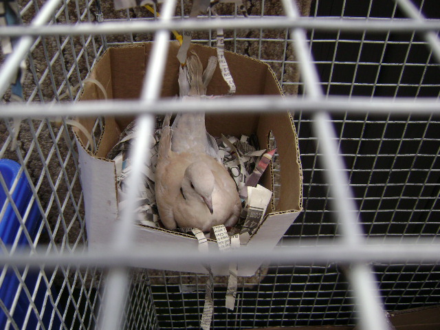 Nesting