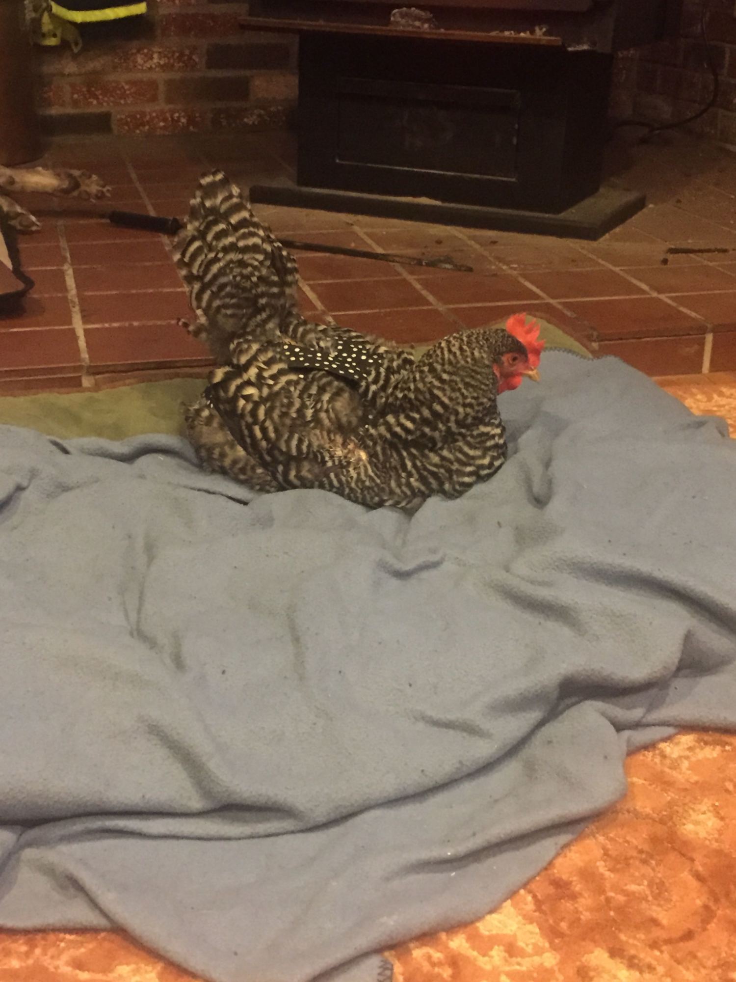 Nestled down on one of the dog beds in front of the wood stove.