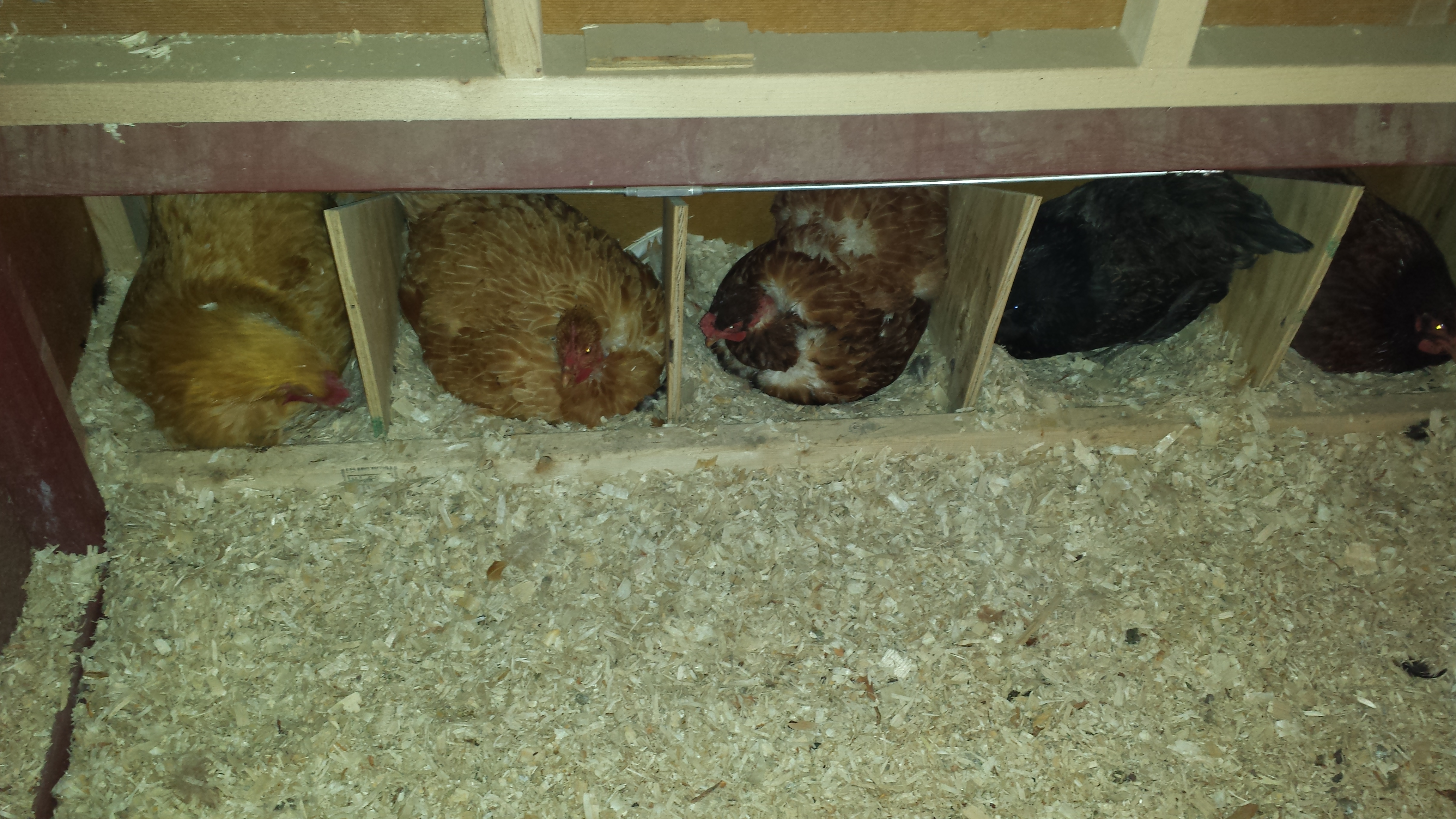nests full and ladies waiting at the entry of the coop...