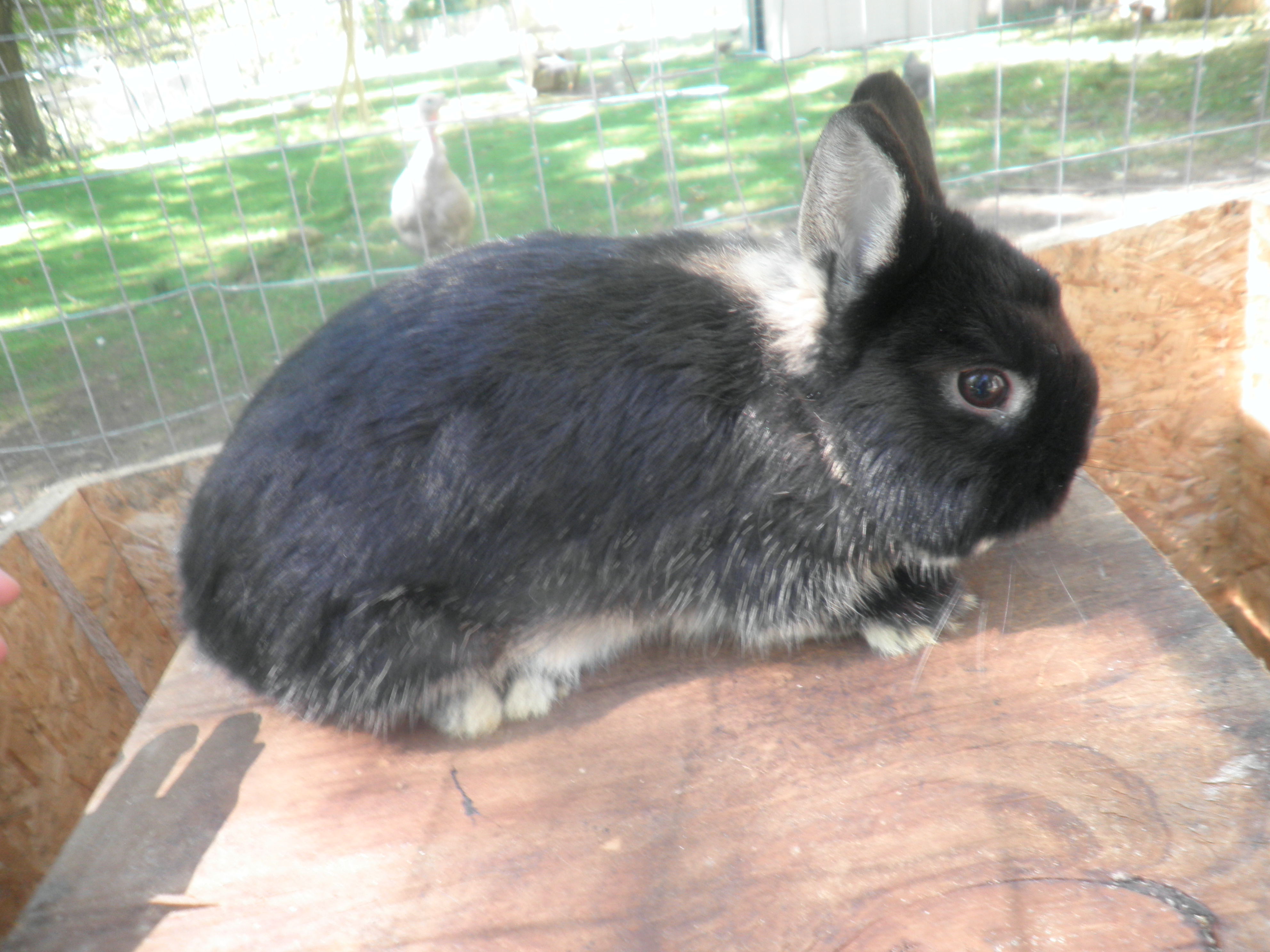 Netherland Dwarf buck
