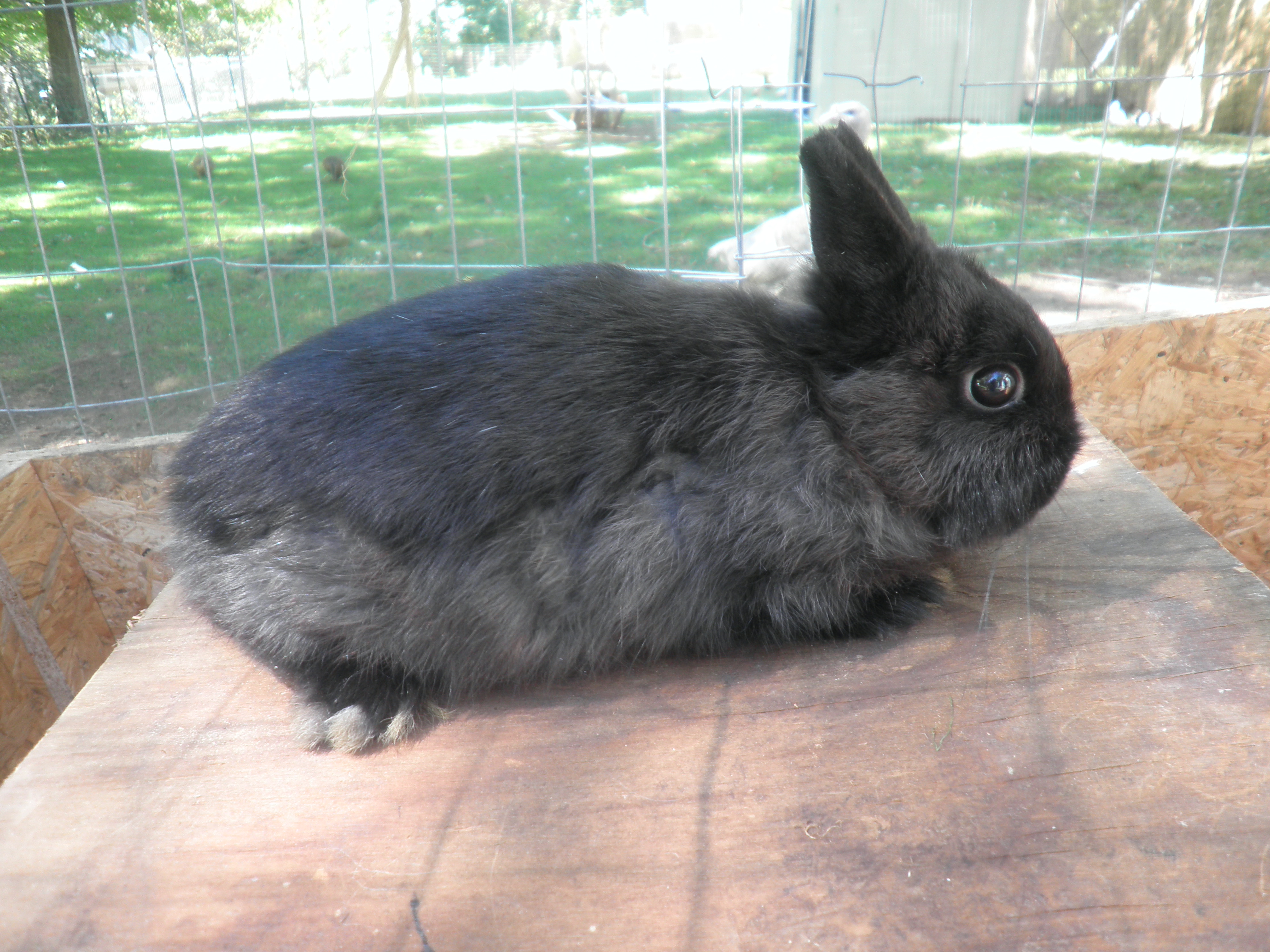 Netherland Dwarf doe