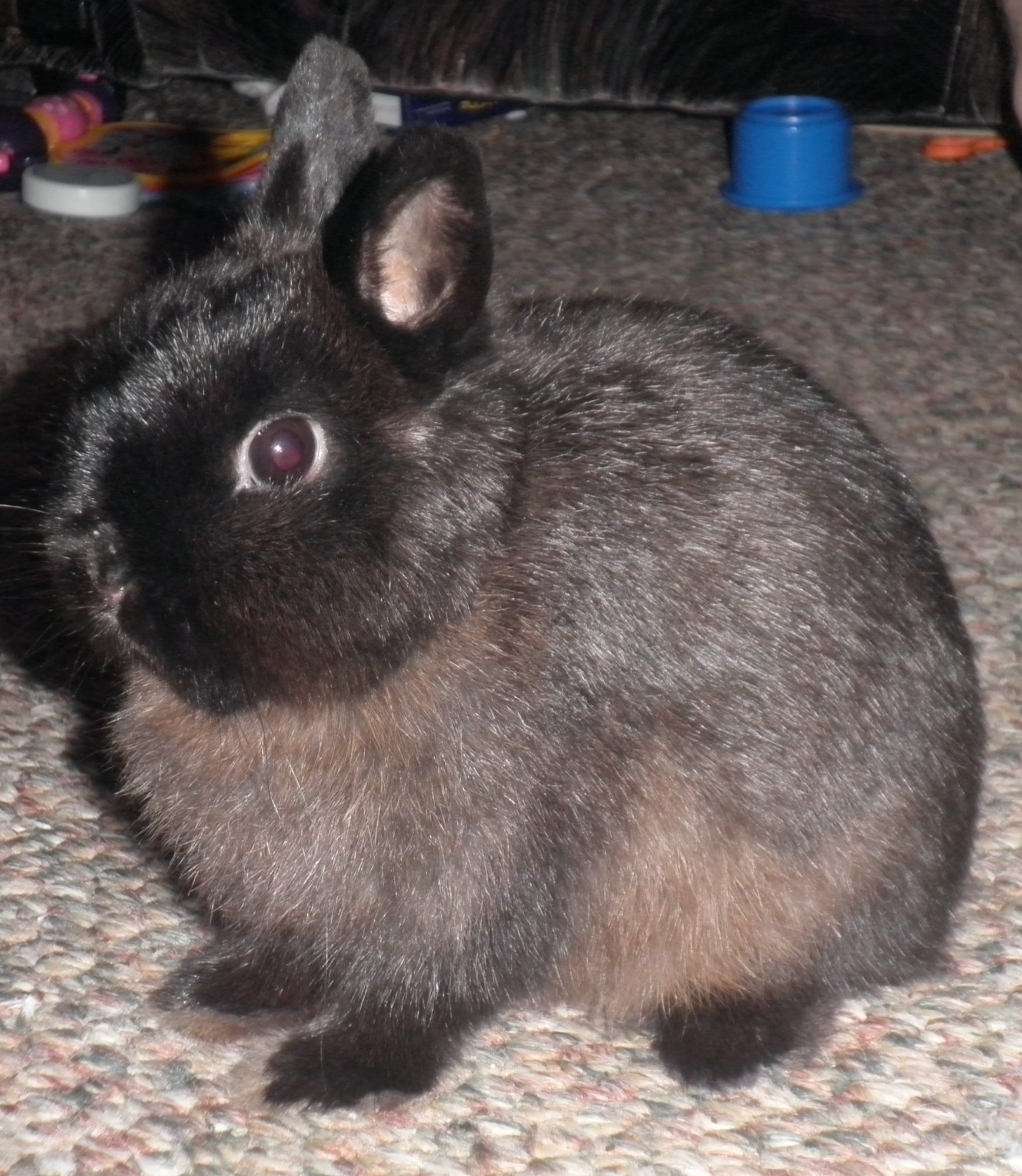 Netherland Dwarf doe