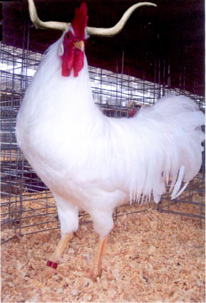 Nevada Longhorn rooster