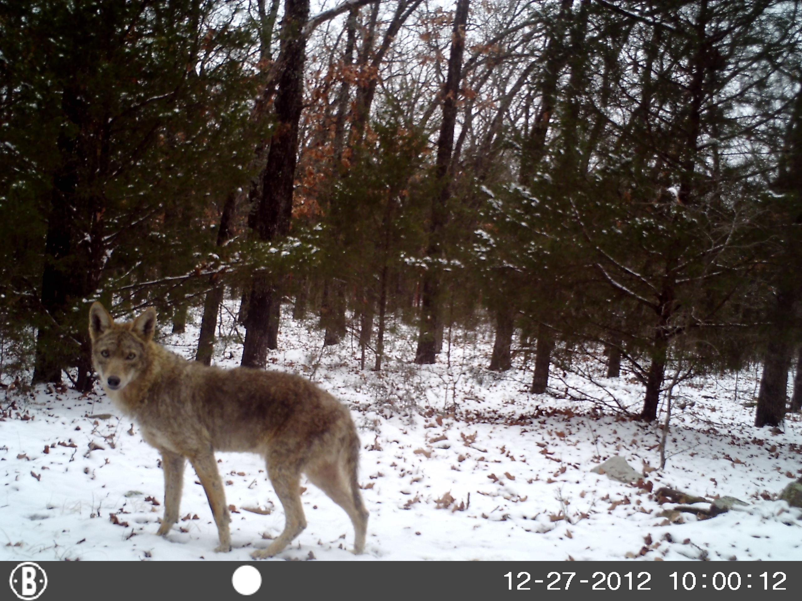 Never realized how beautiful they are. I still won't hesitate to shoot it if it comes too close.