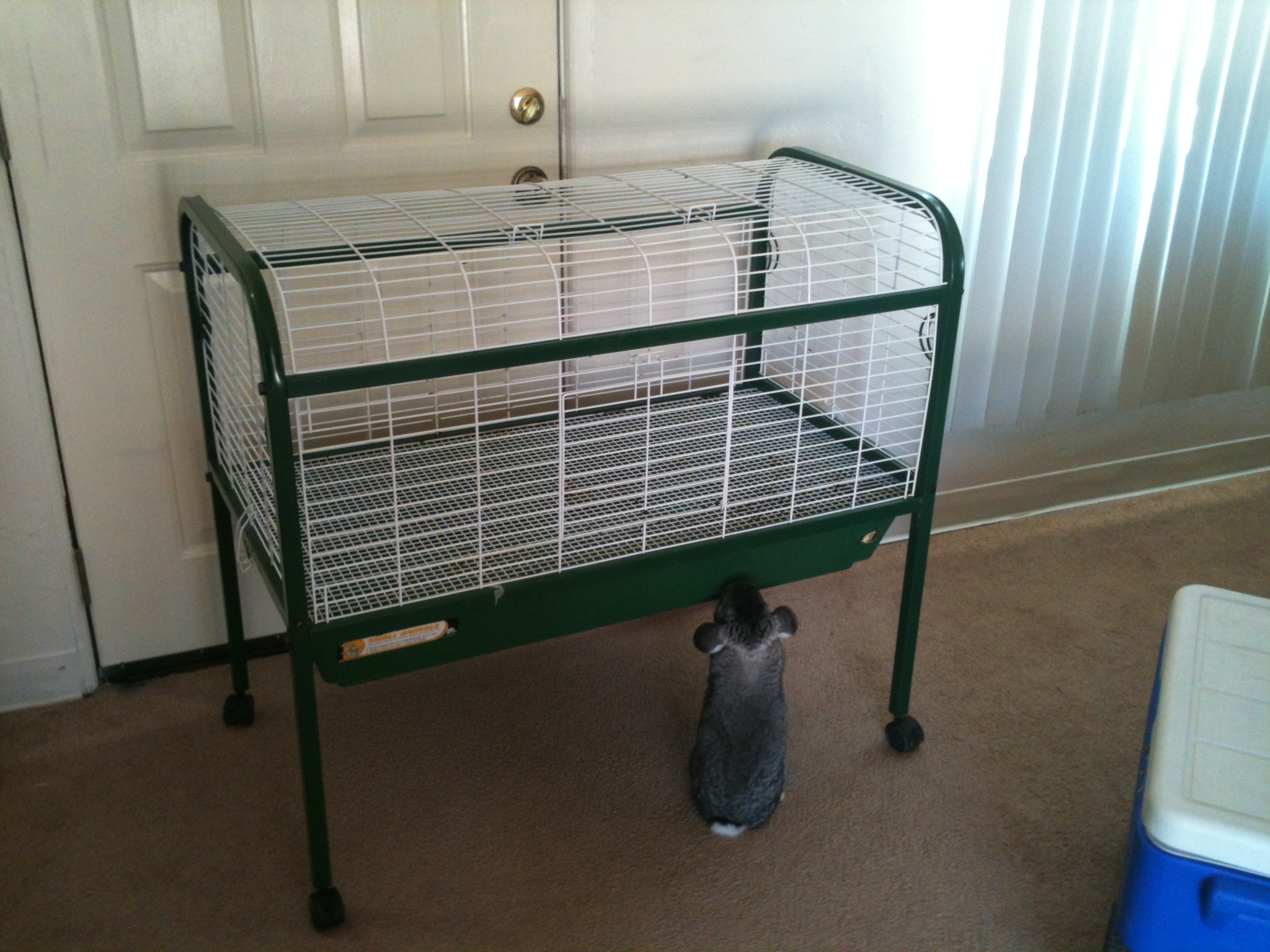 Neville, our house rabbit, says: 

"Jealousy. I haz it." 

We have a different model of this same cage for him, just a little smaller and closer to ground level so he can come and go easily. Poor little guy. Between the bigger cage and the scent of the rabbit that used to live in it, I am sure he thinks he is going to get replaced at any moment. He'll get over it once I get my birds though. :)