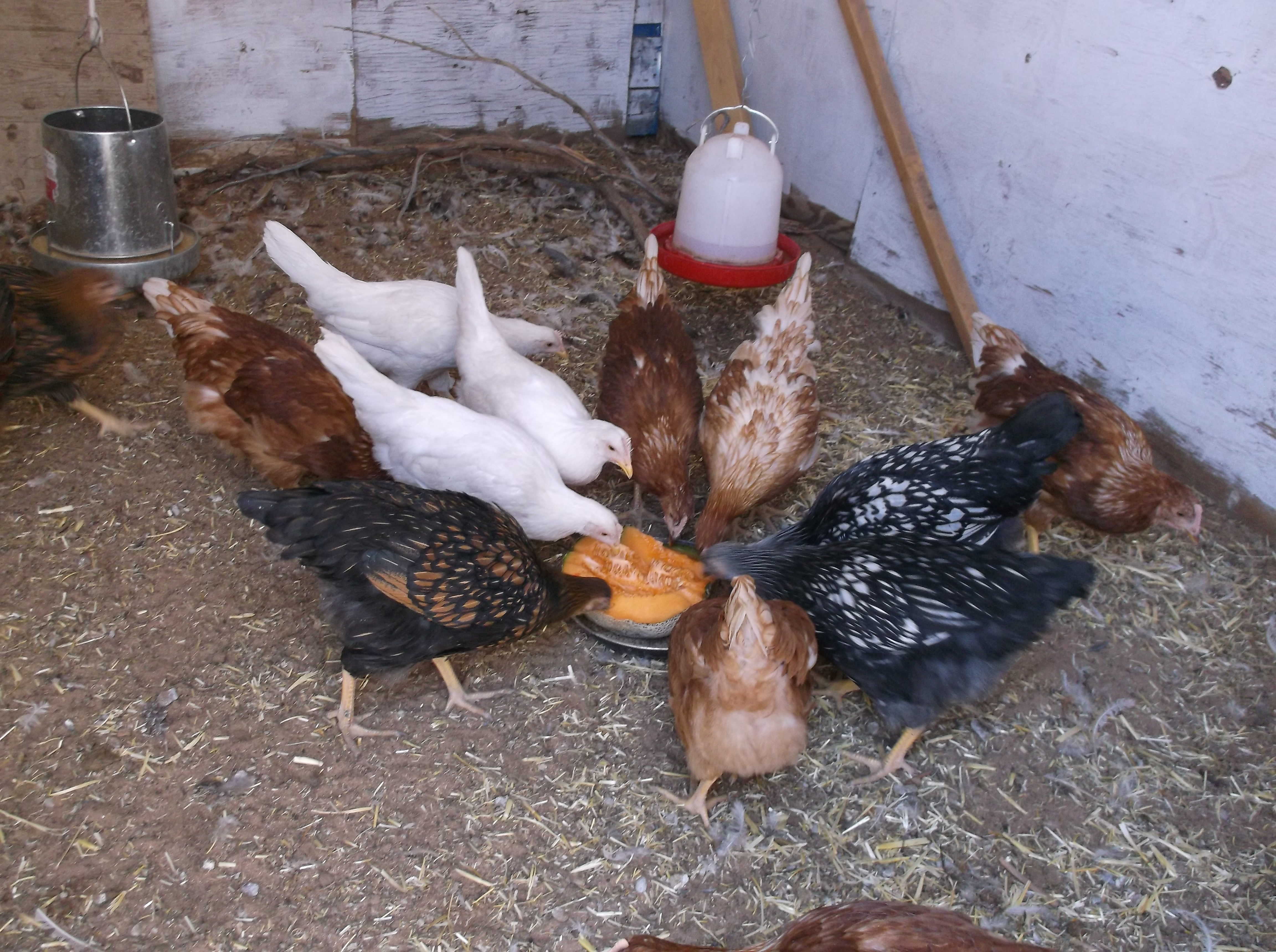 new 2014 flock eating some cantaloupe.