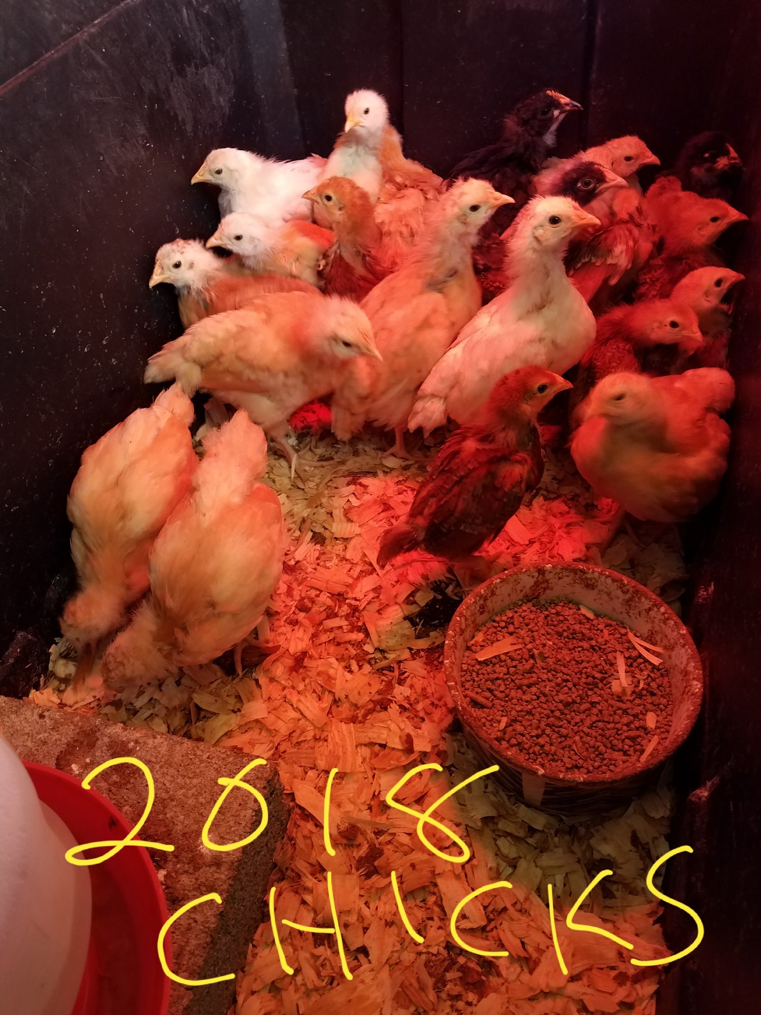 New 2018 chicks