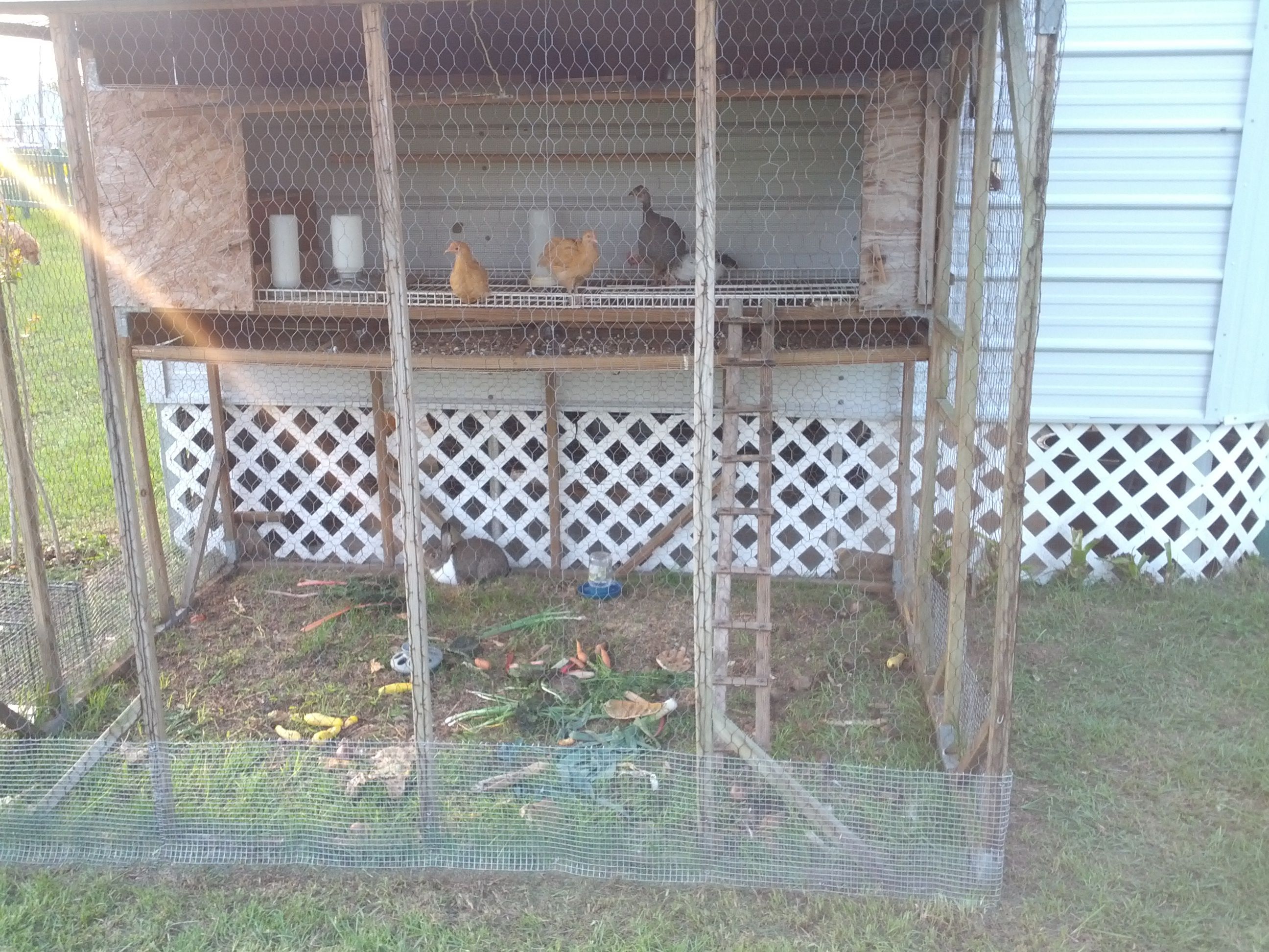 New addition to multipurpose chicken coop, a New Zealand (male) rabbit awaiting a female to breed with.