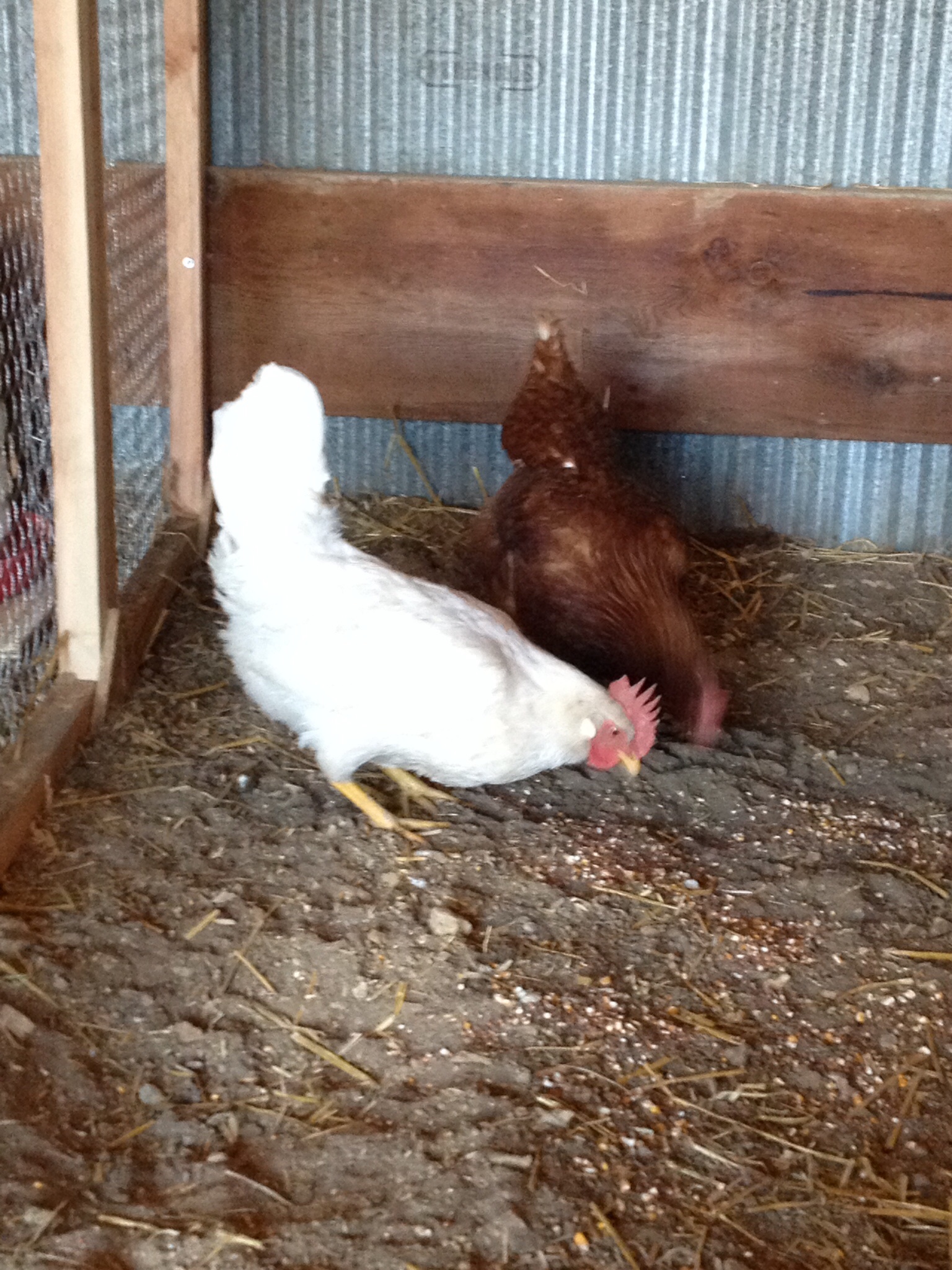 New additions Henry-Etta and Charlene