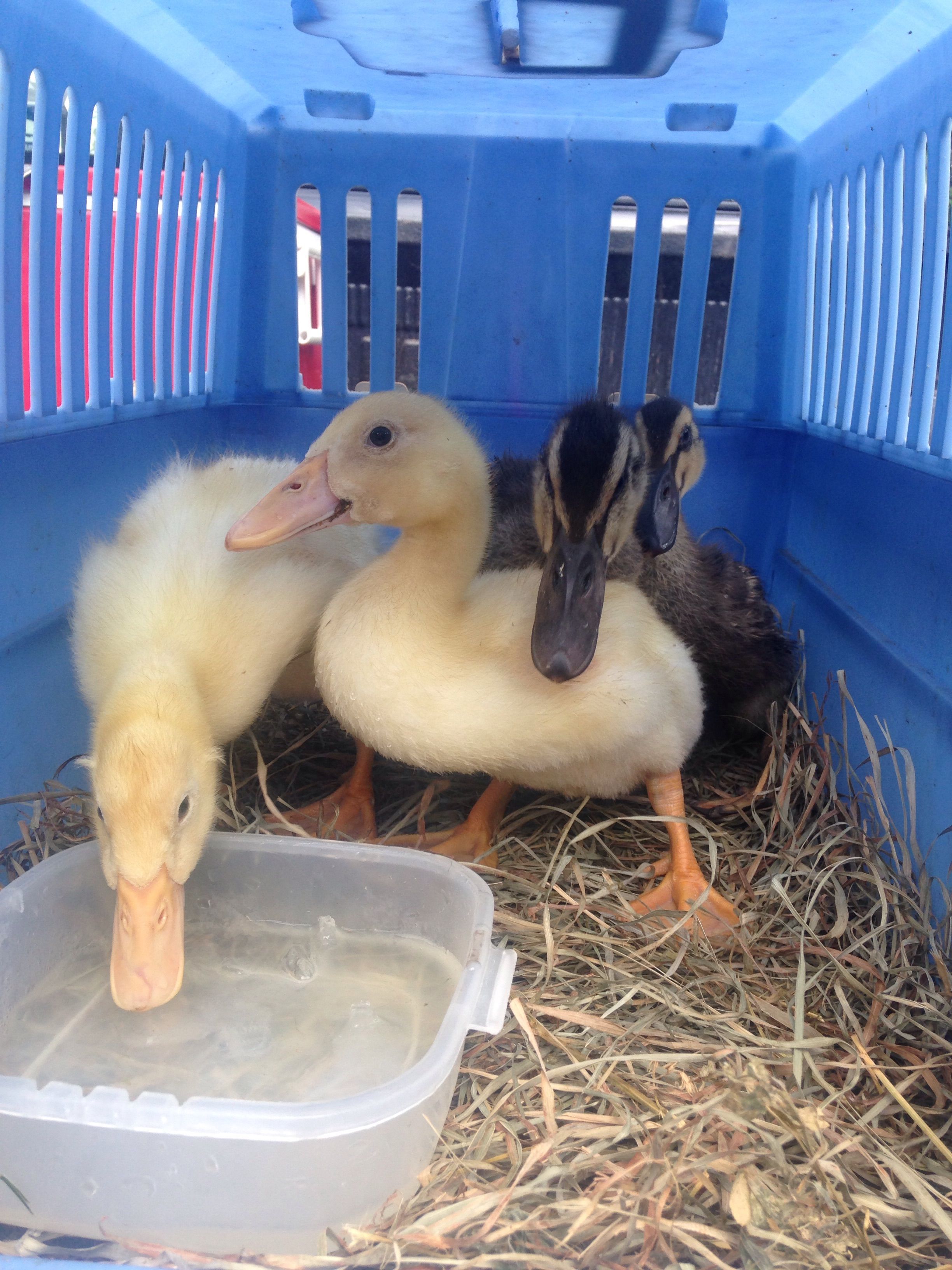 New additions on trip home