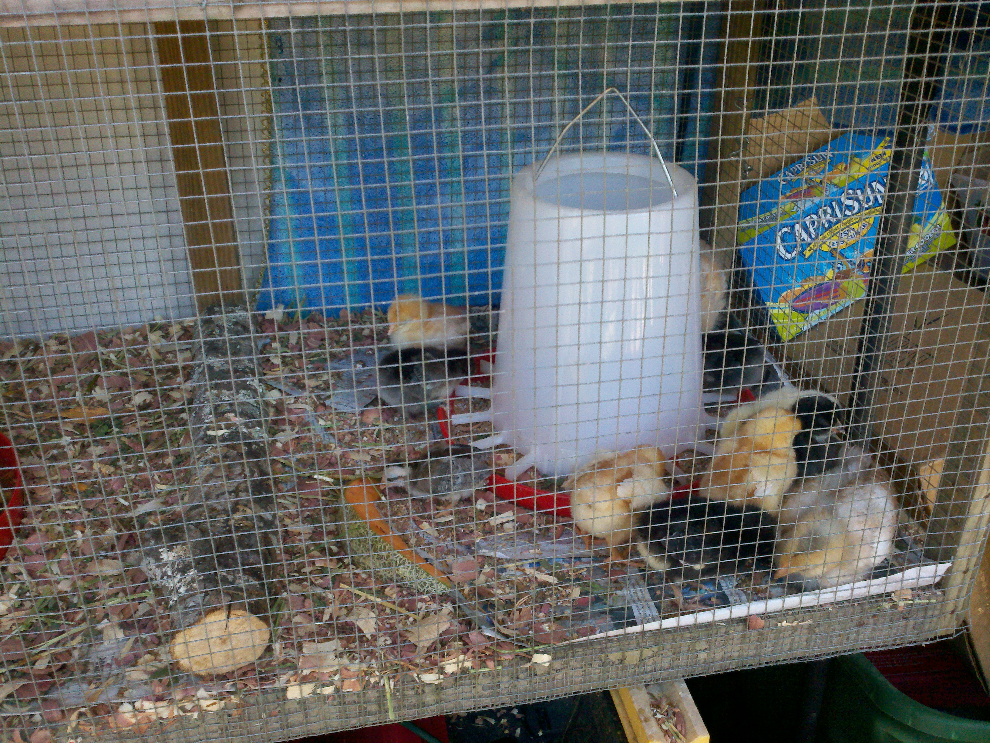 New Additions to our house.. We lost our others last year at my father in laws due to coyotes... No gonna happen again.. Bigger better amazing coop being built..