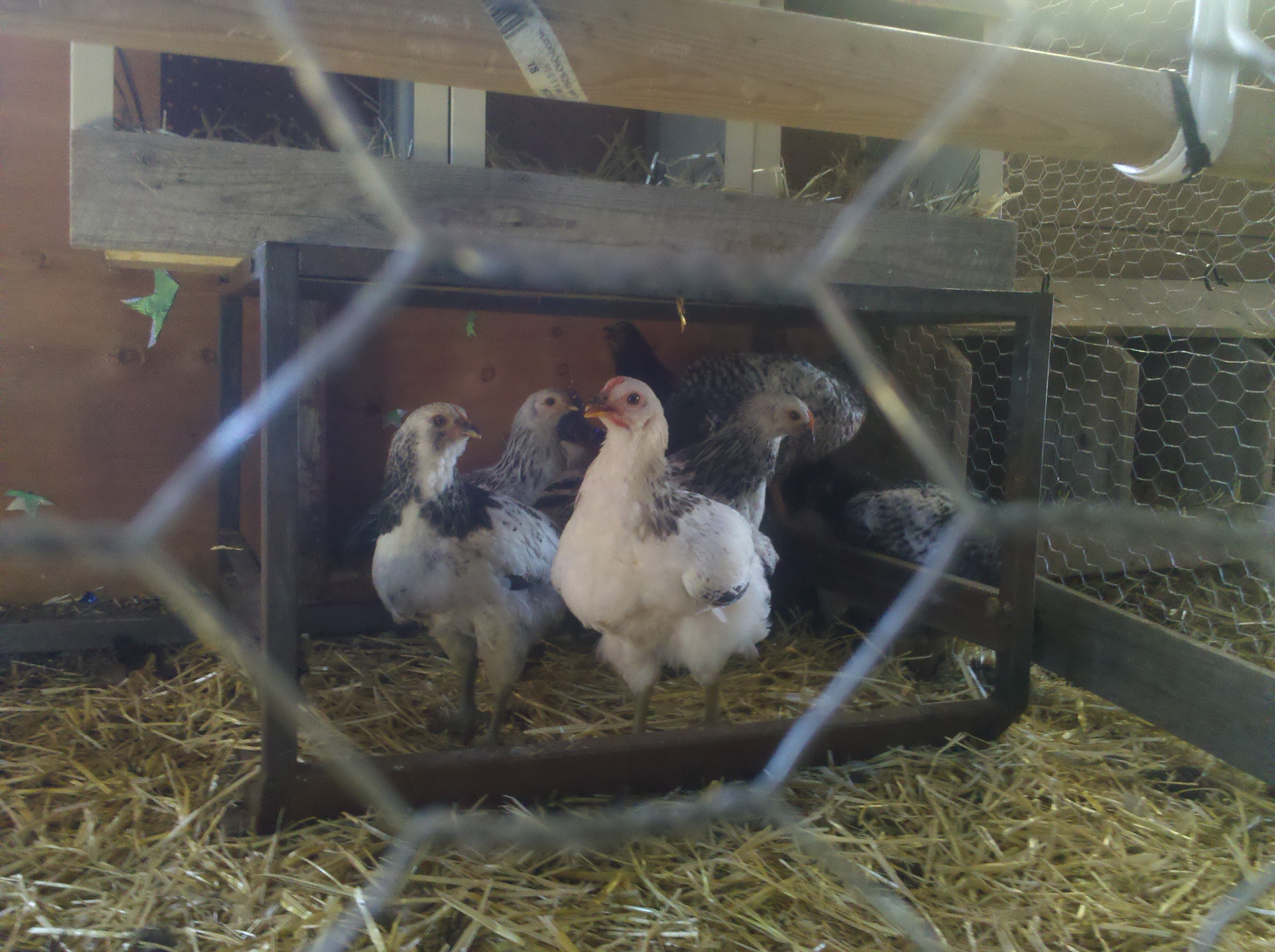 new americana & x pullets