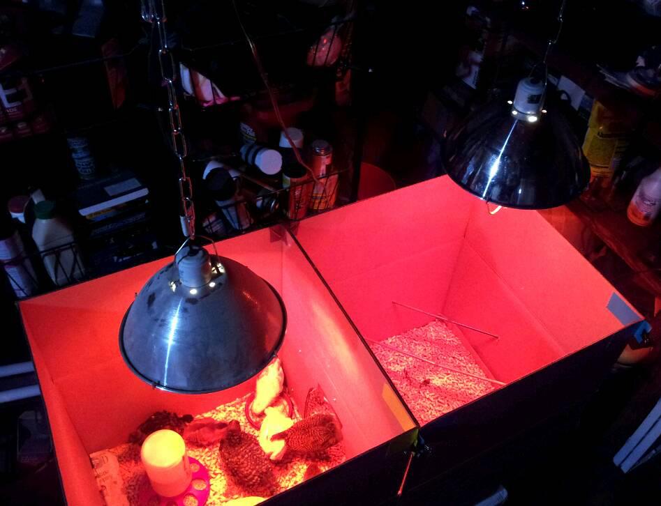 New and improved brooder box, dual-zone.