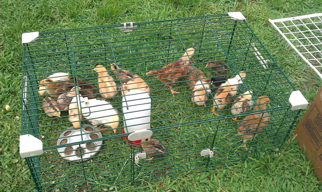 New babies, 35 to start with... all different breeds/mixes.