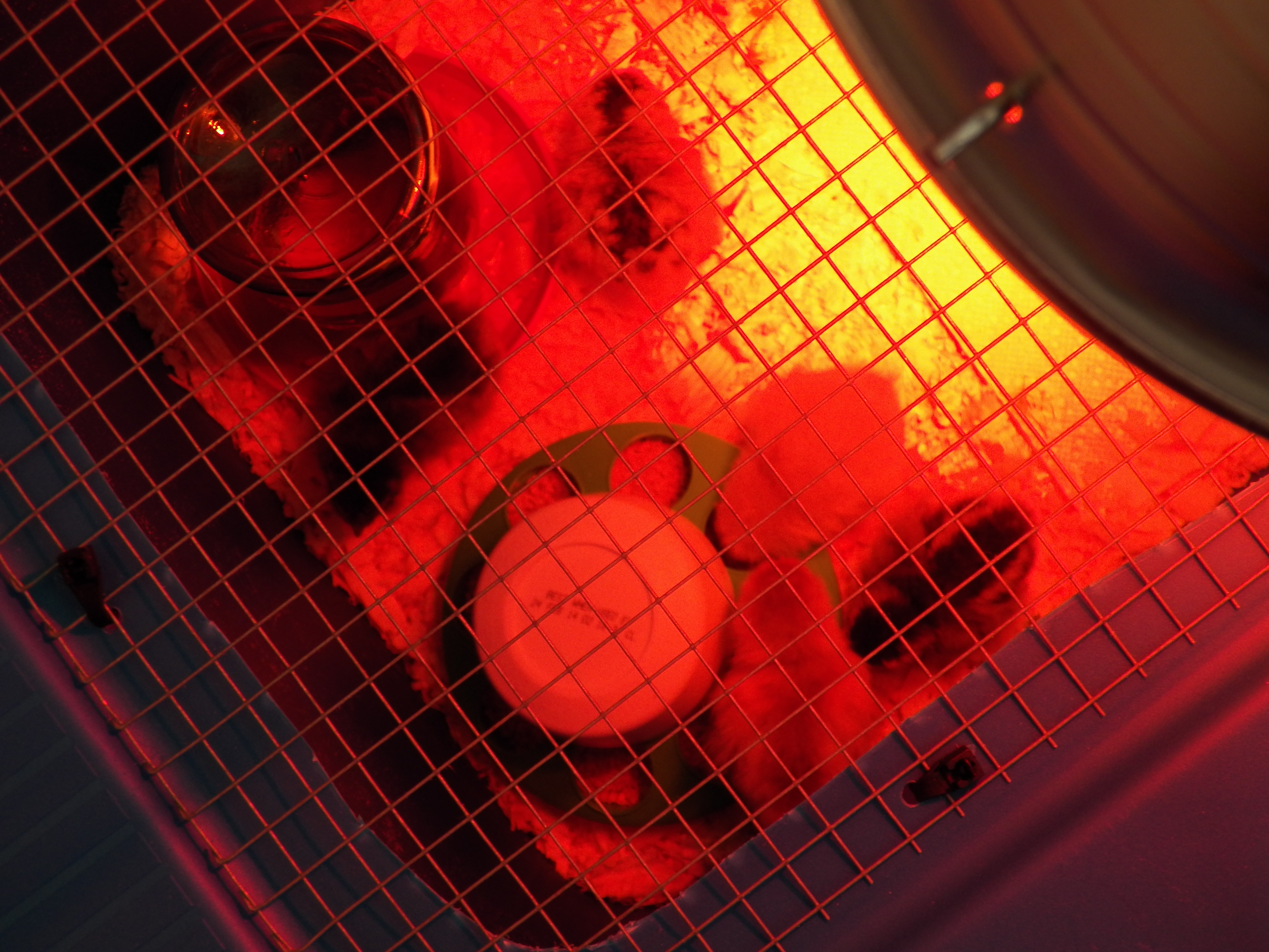 new babies about an hour or so after they came home