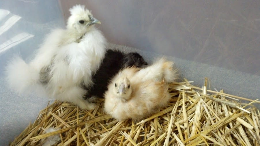 New babies - Born 3/12/13