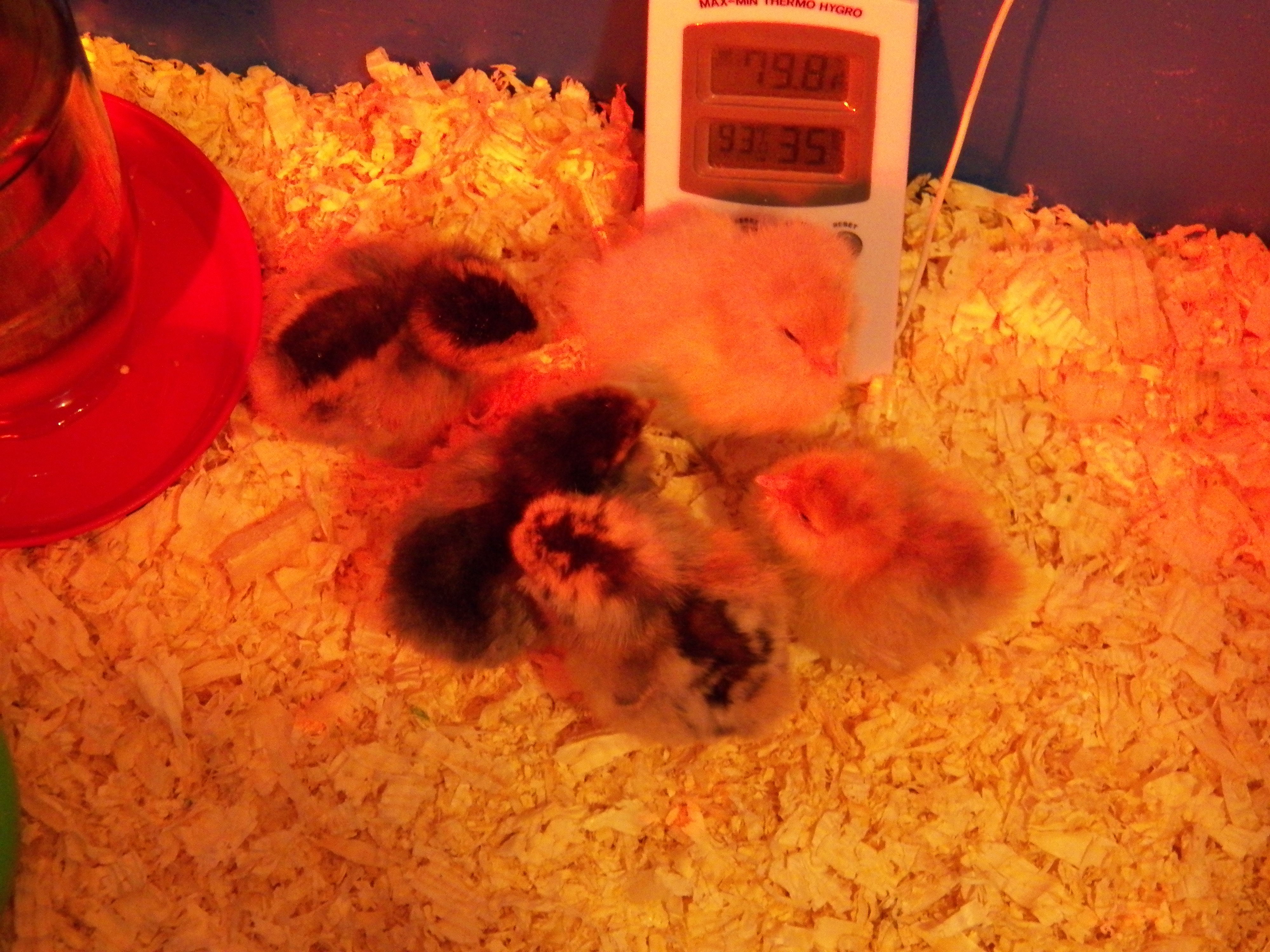 new babies day 2