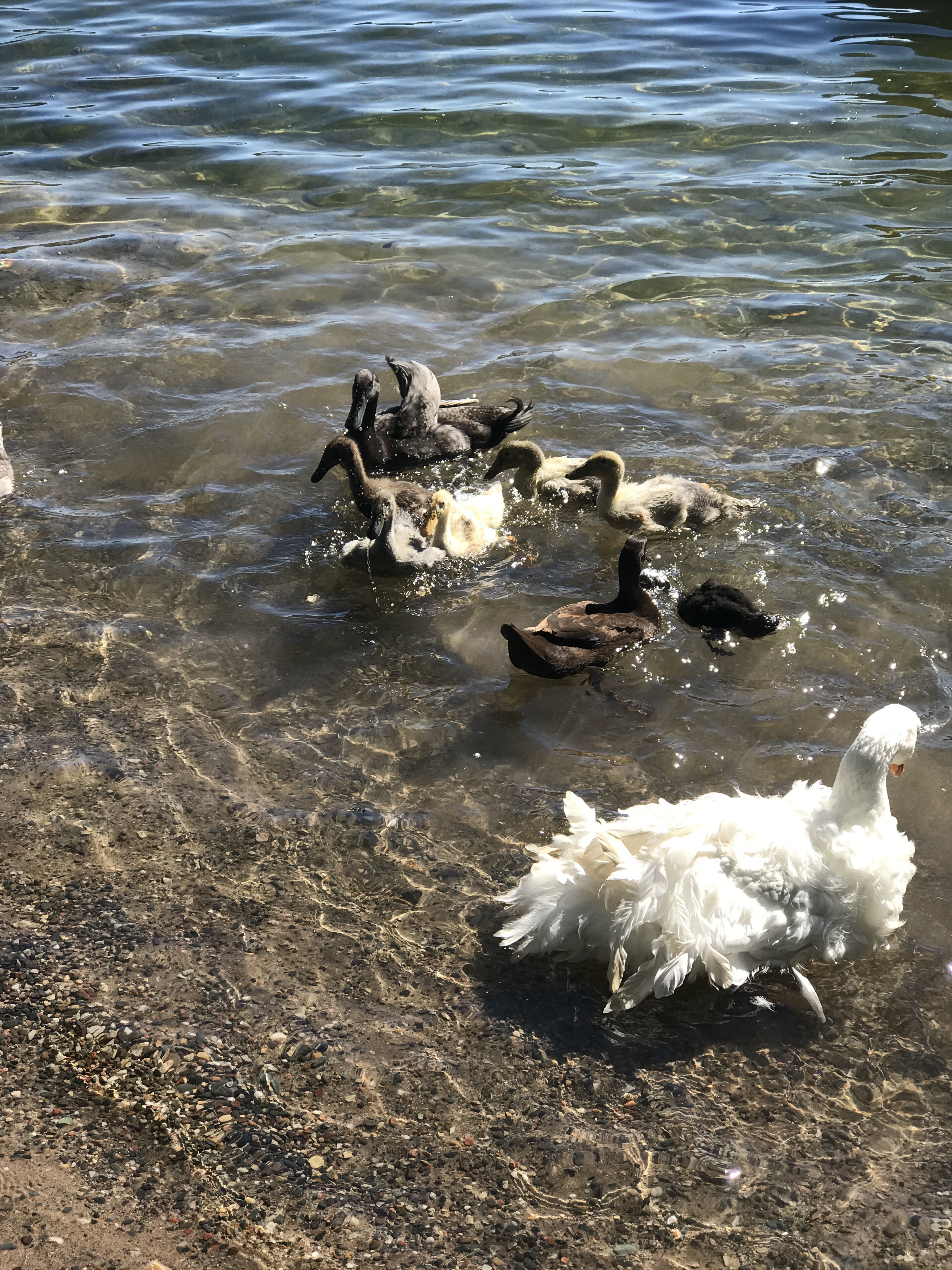 New babies first real swim