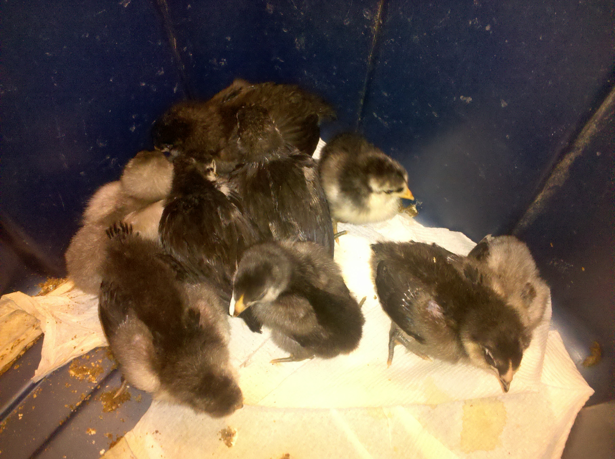 New babies From Cass