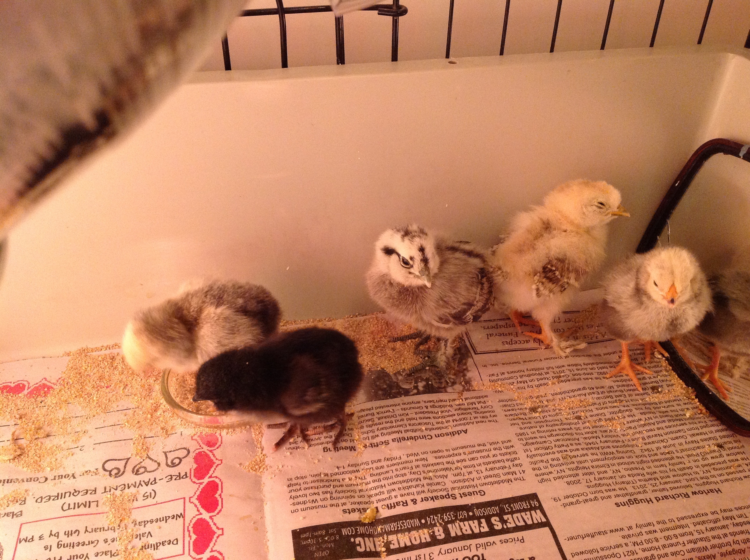 New babies from Penn Yan 2/13