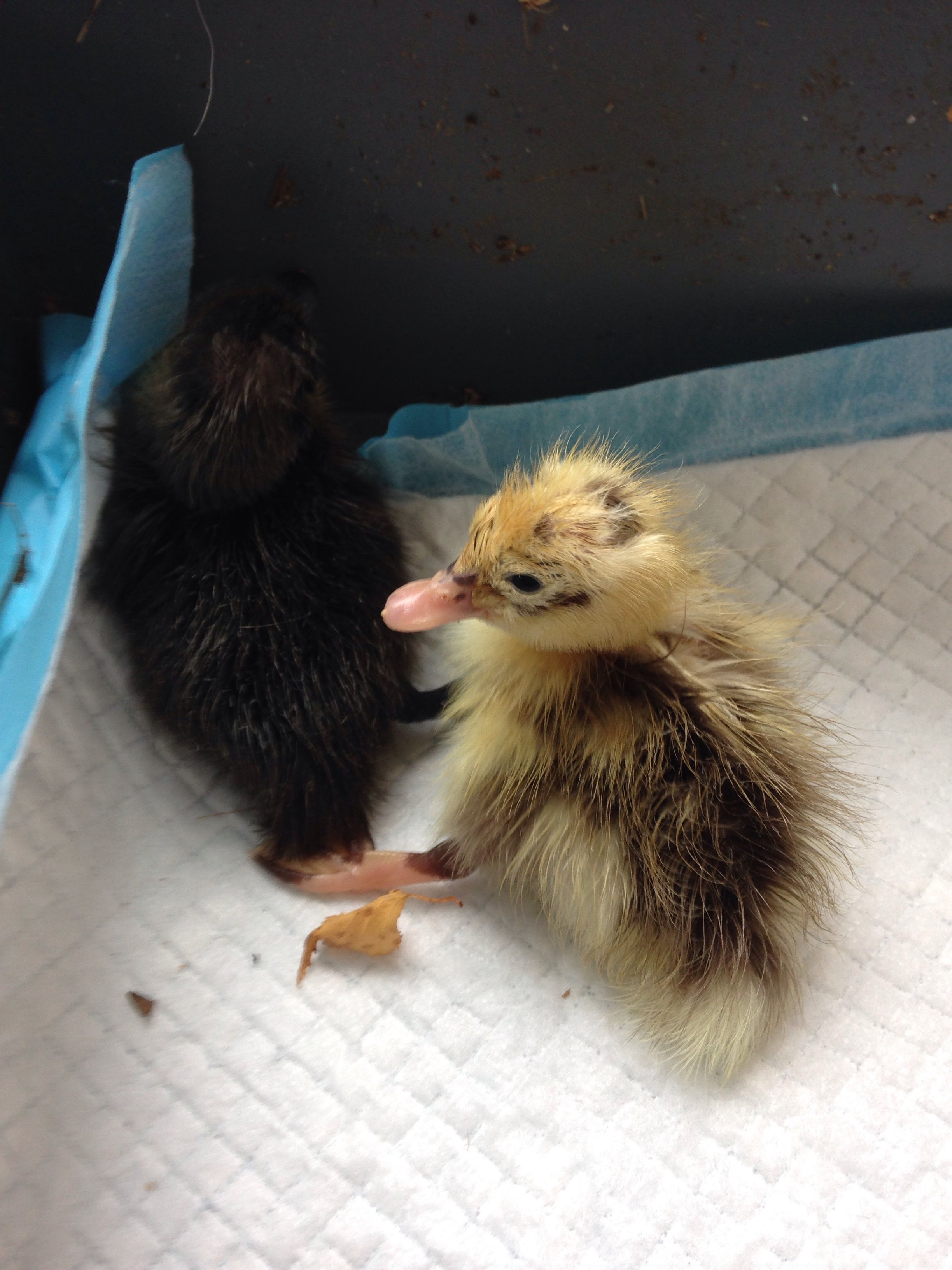 New babies just hatched