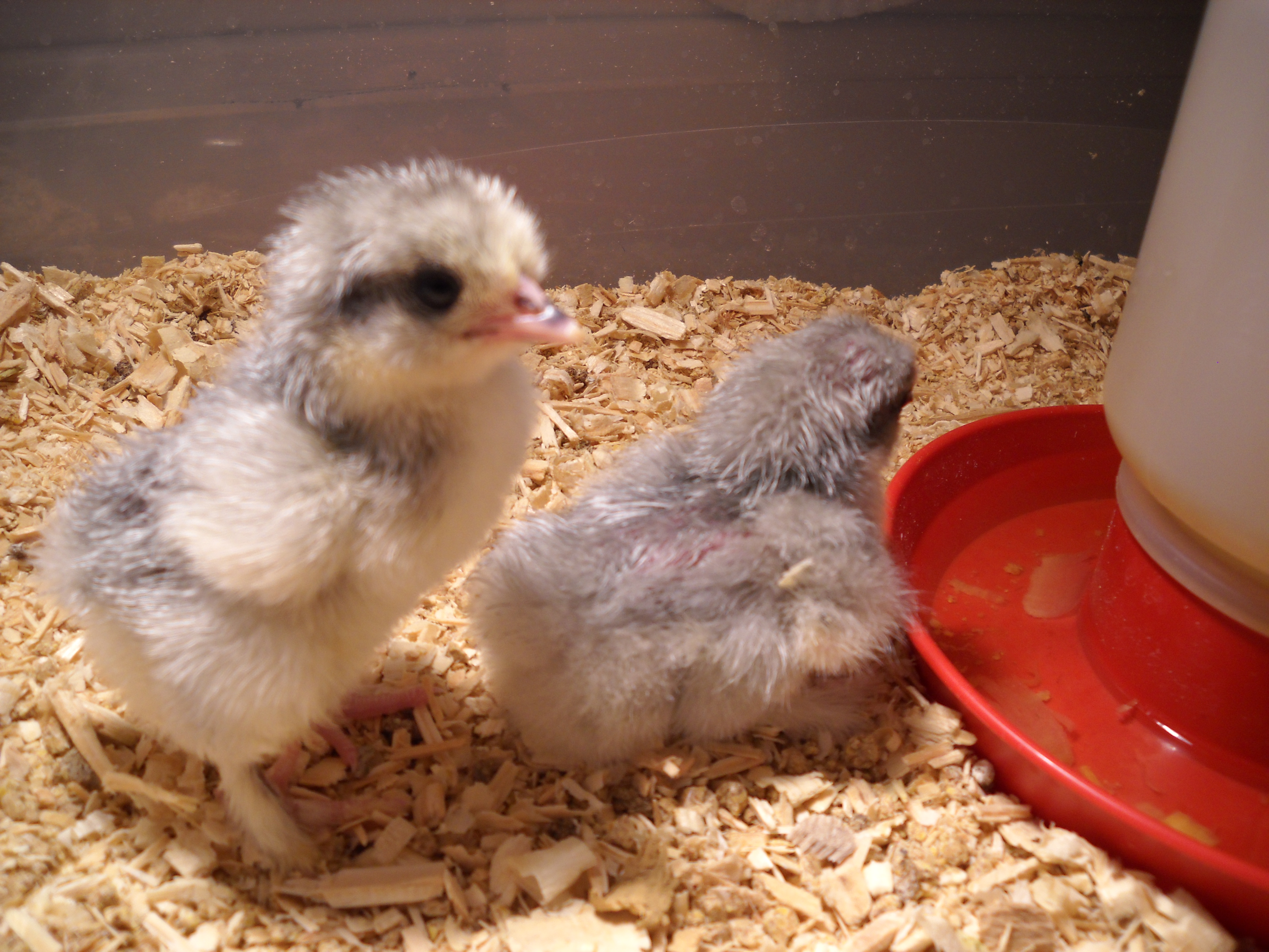 New babies; Lavender Cochins; 2/2012; beautiful!!!!