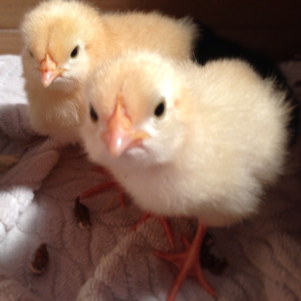 new babies. White leghorned
