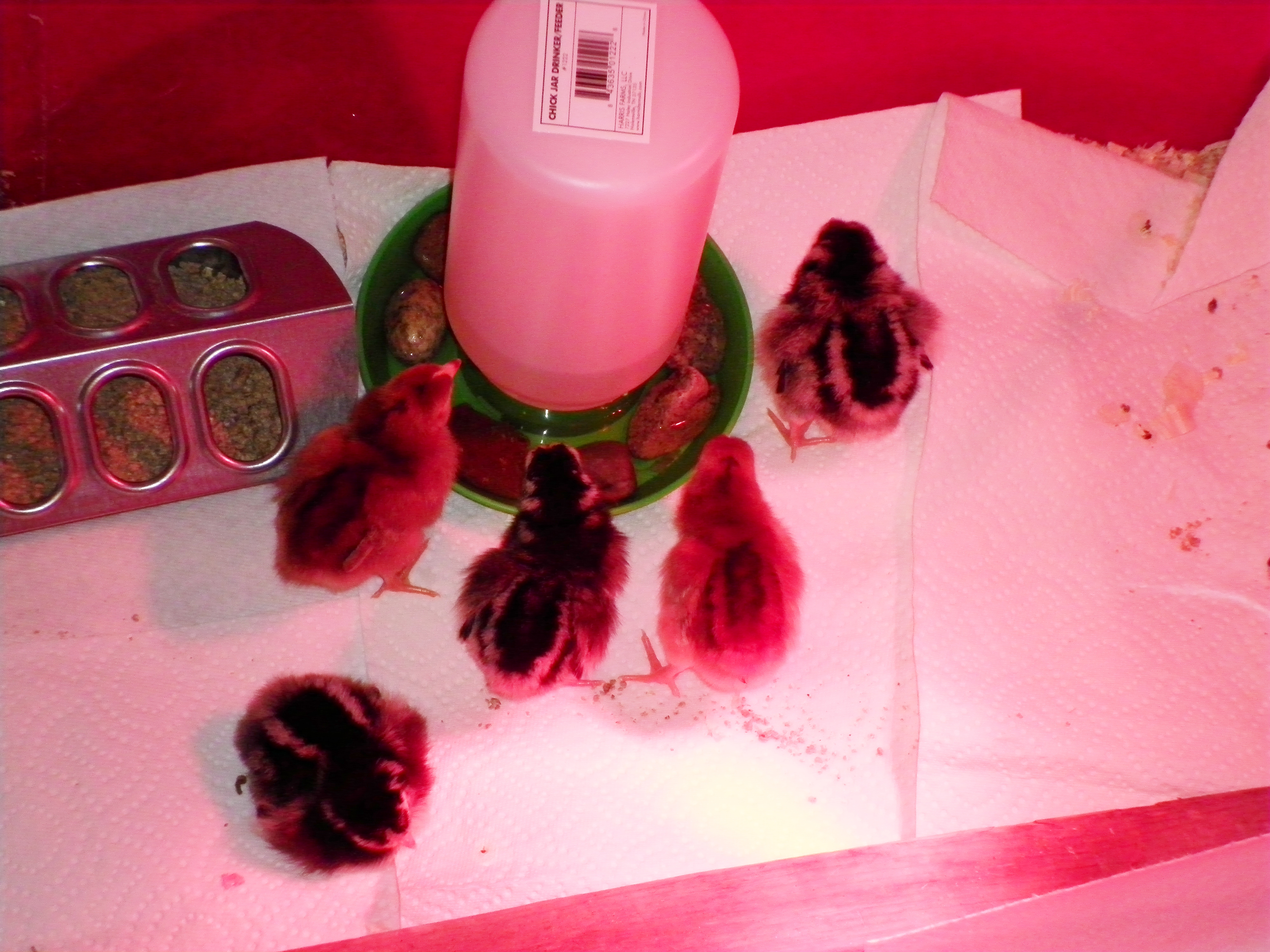 New babies