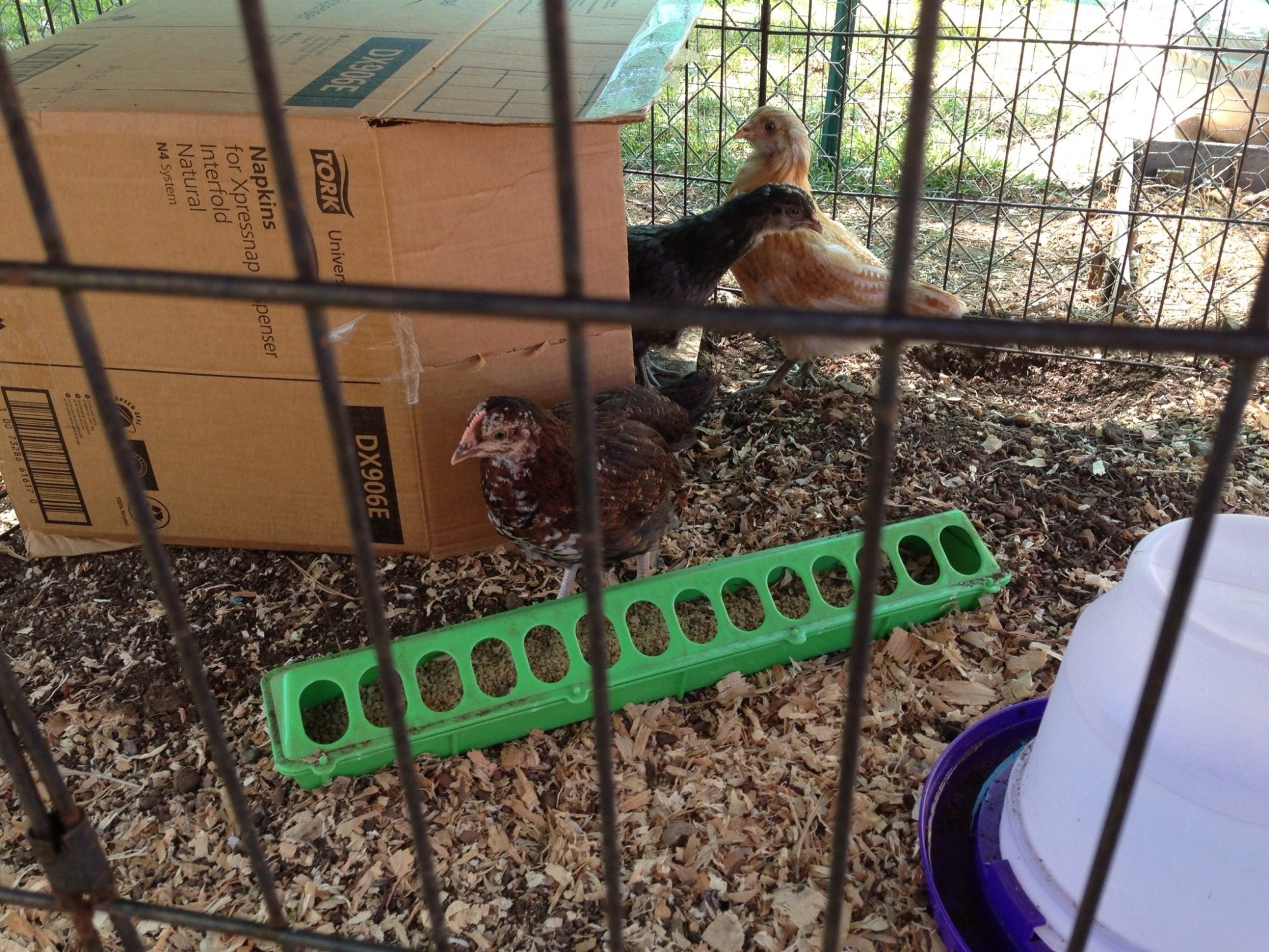 New babies