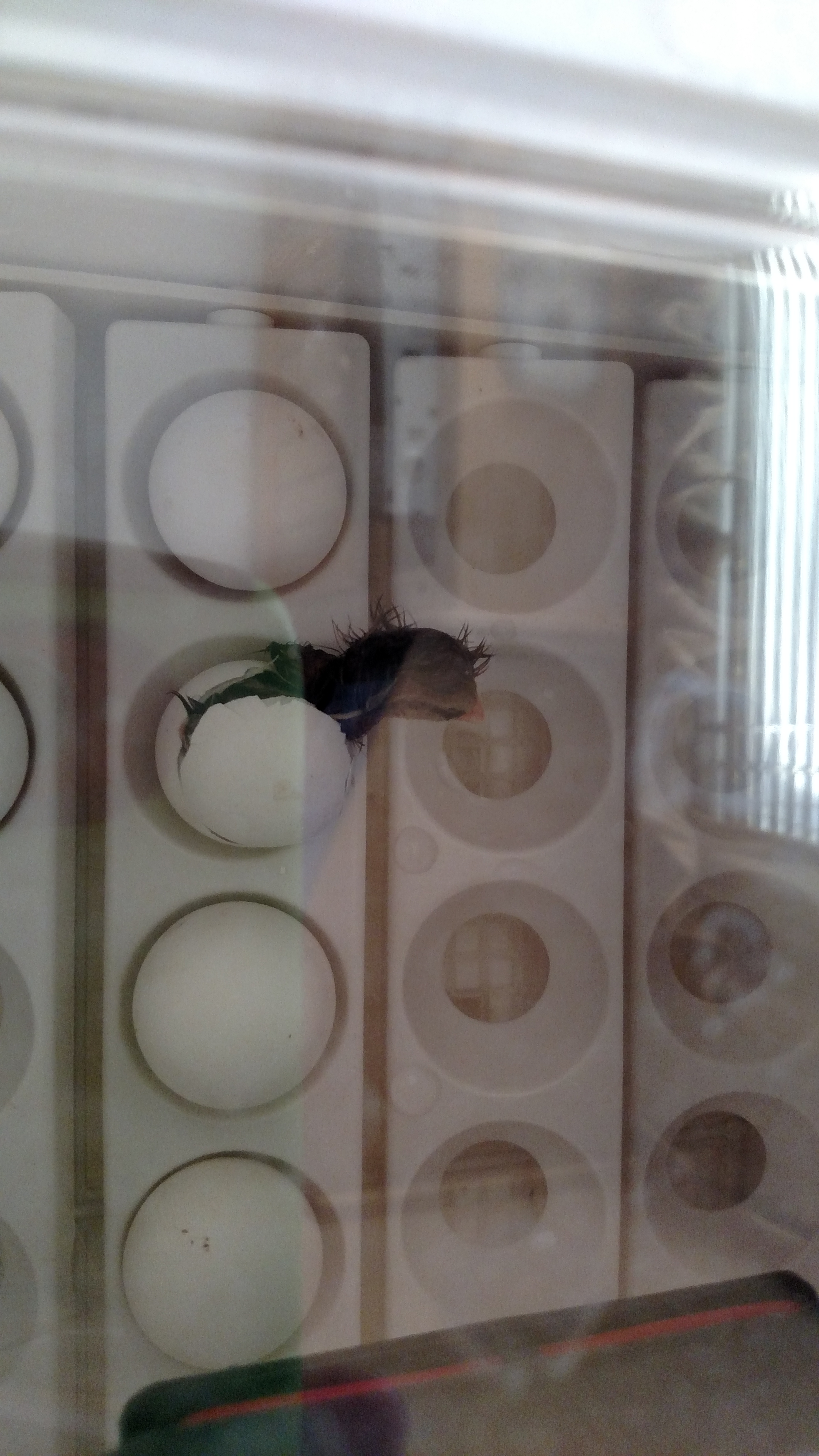 New baby hatched today.