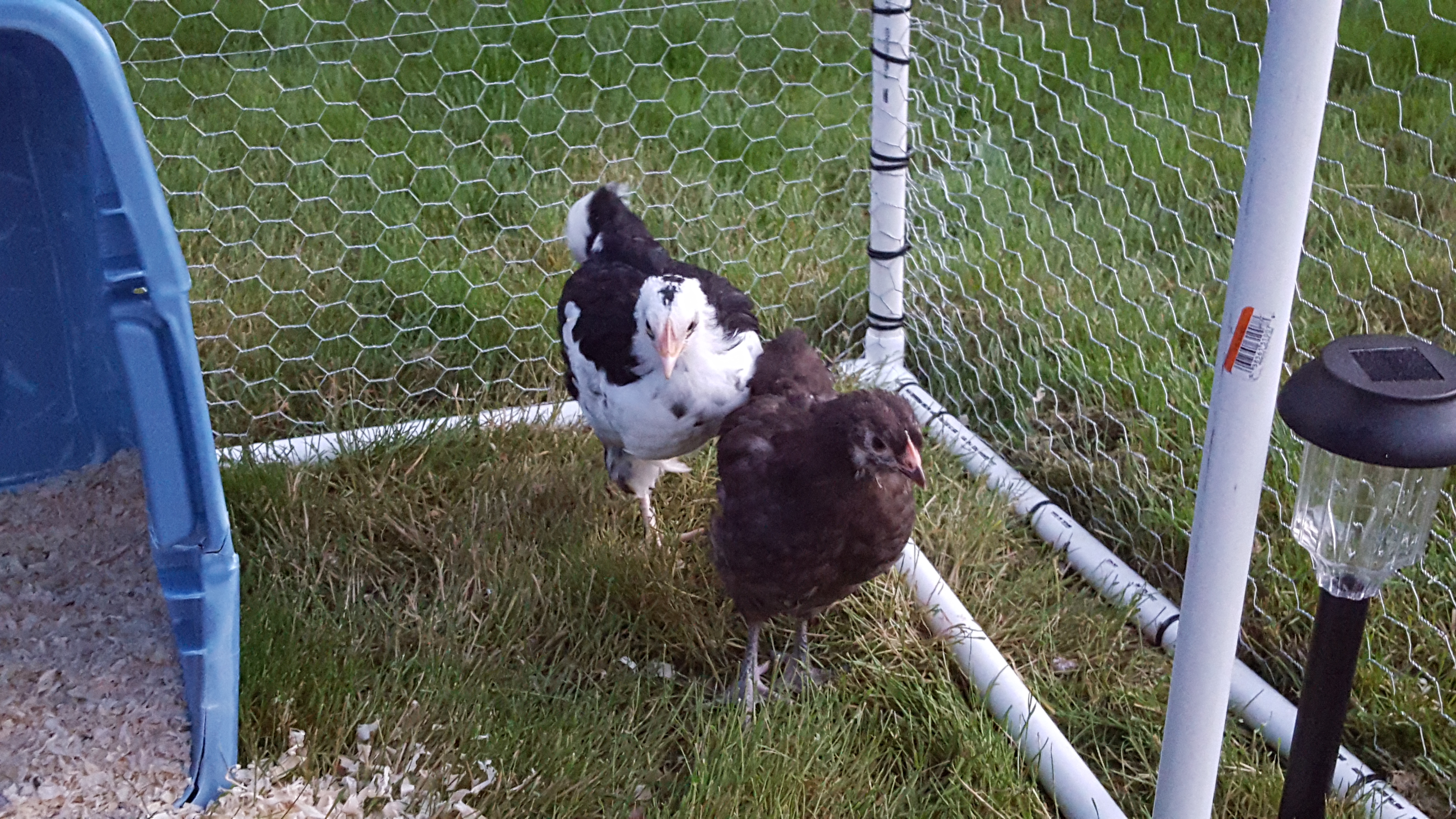 New baby Orpingtons! Chocolate and Spangled/Mottled.