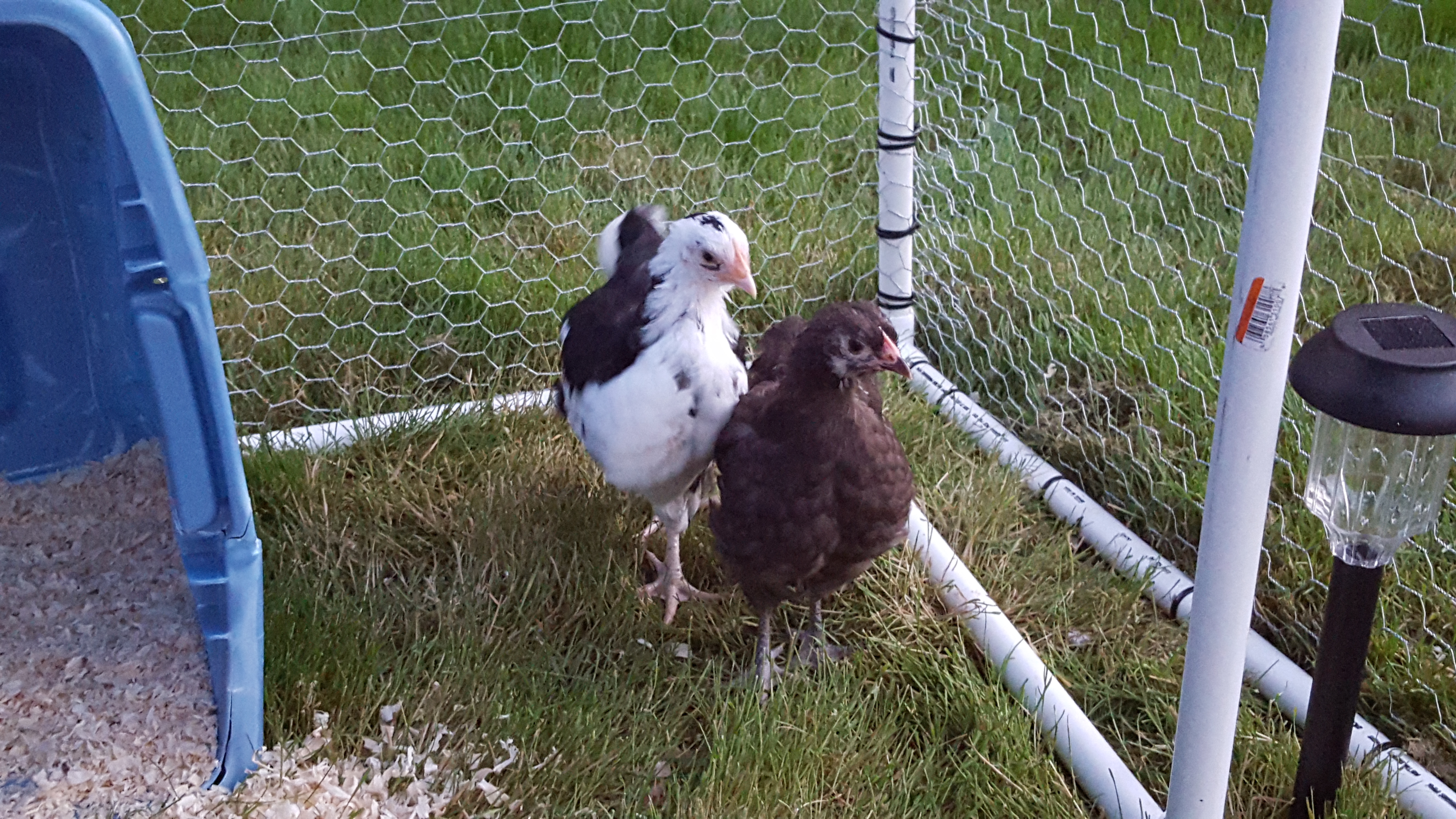 New baby Orpingtons! Chocolate and Spangled/Mottled.