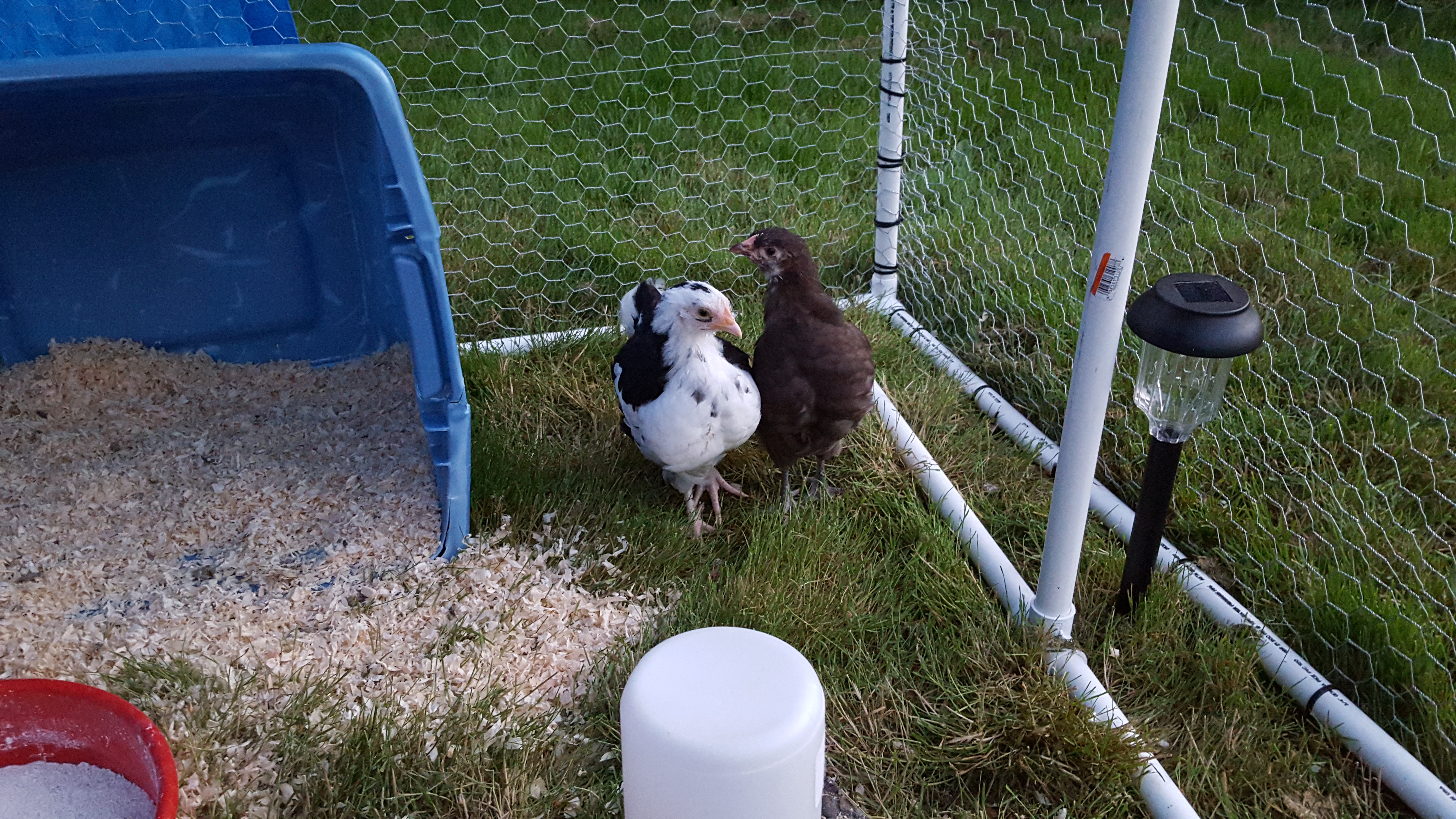 New baby Orpingtons! Chocolate and Spangled/Mottled.