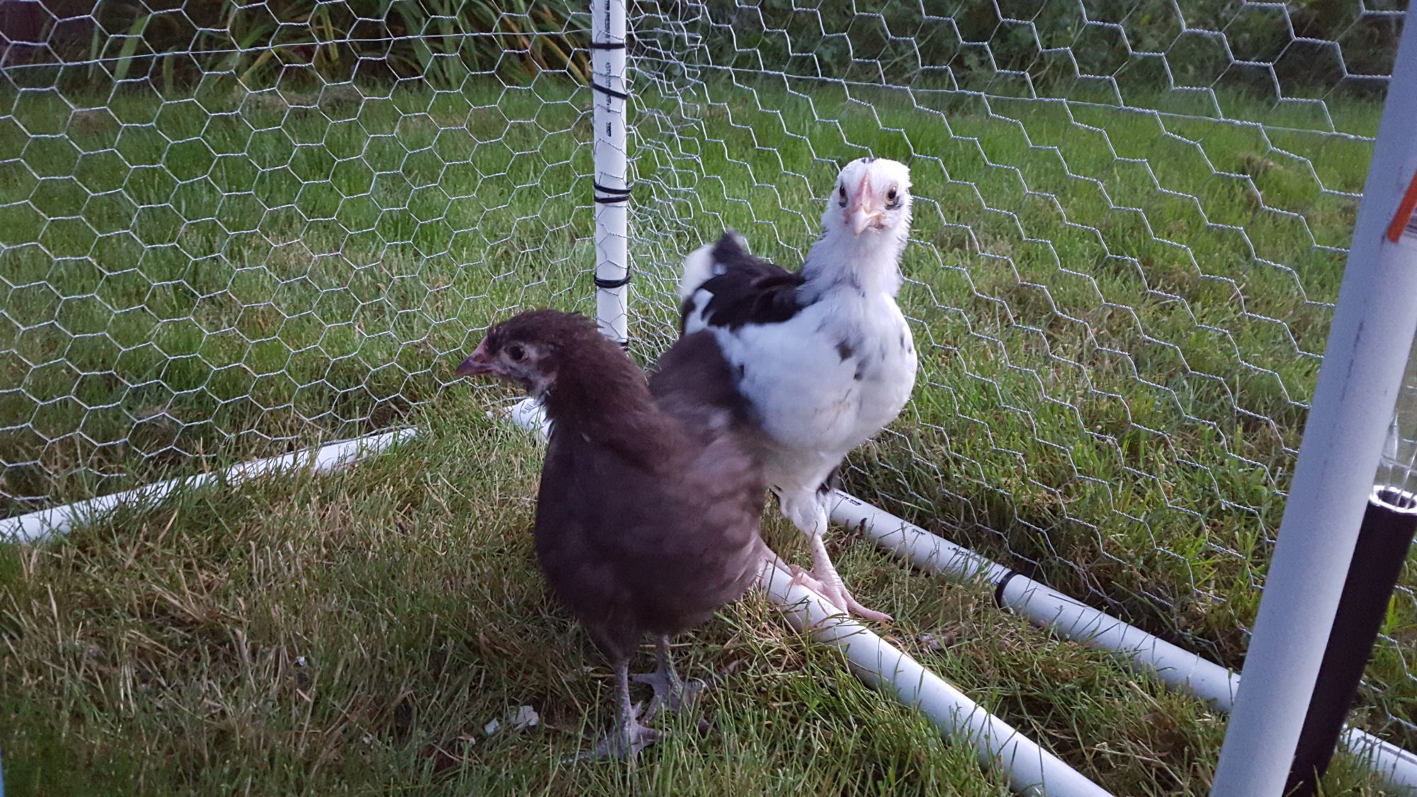 New baby Orpingtons! Chocolate and Spangled/Mottled.