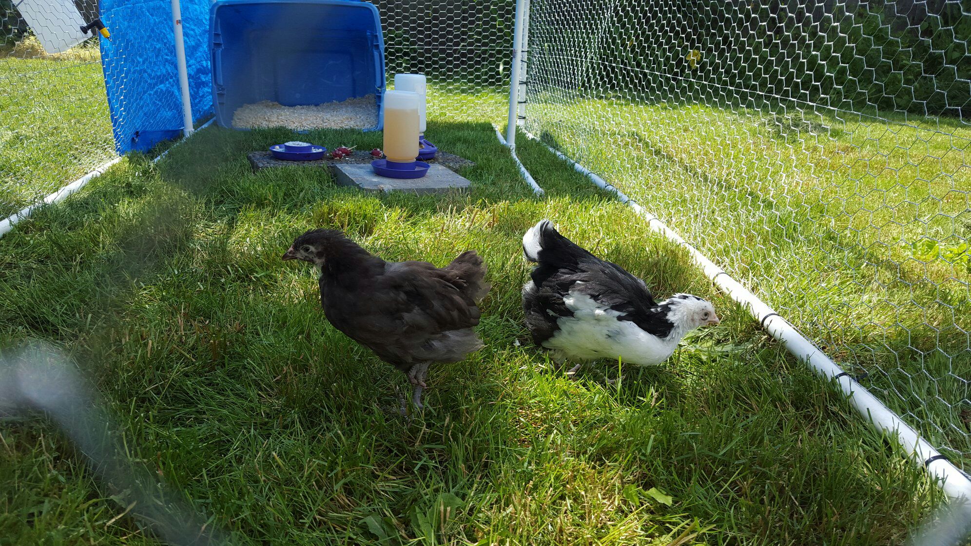 New baby Orpingtons! Chocolate and Spangled/Mottled.