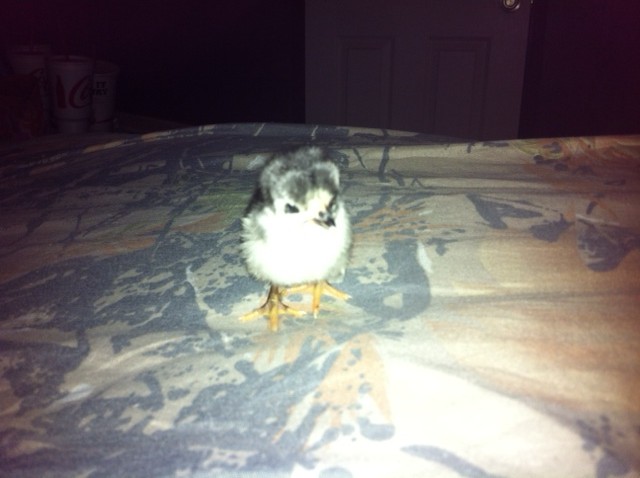 New Baby Serama Boo Boo.