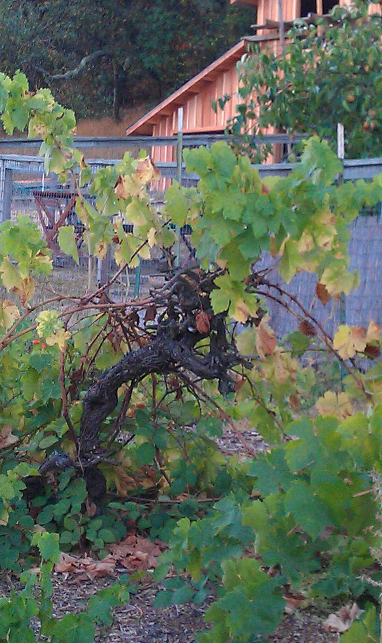 New barn through the grape vines
