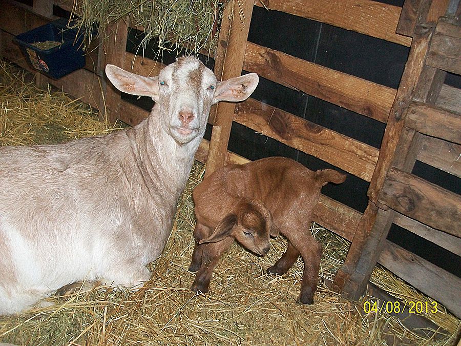 new boer/nubian babies