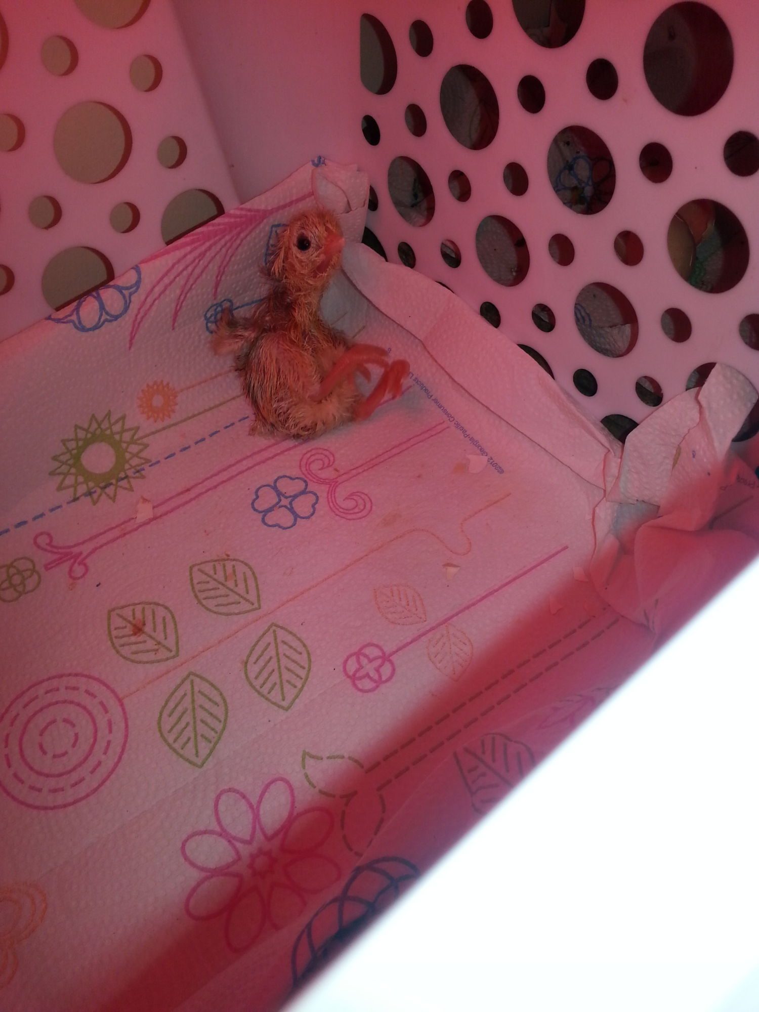 New born Godiva trying to find her footings