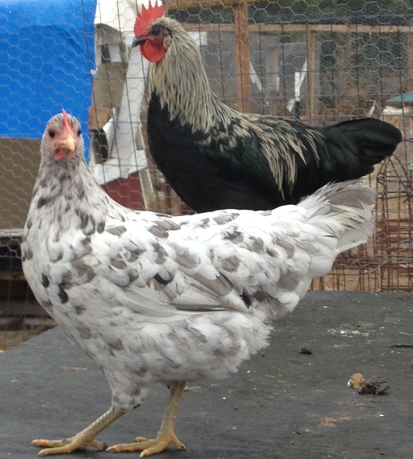 New boy and his best friend.