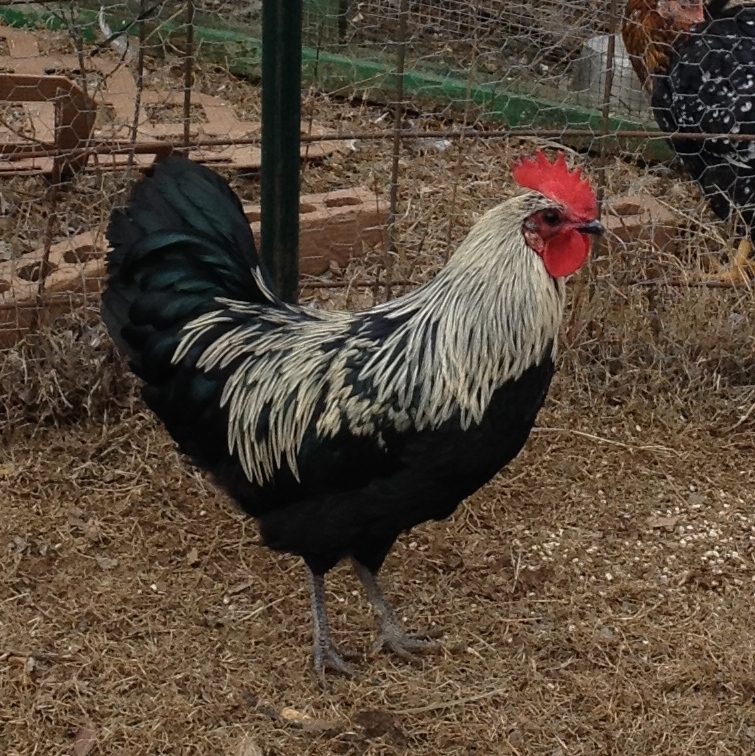 New boy with a new pen of his own. Not bad for a 5 month old.