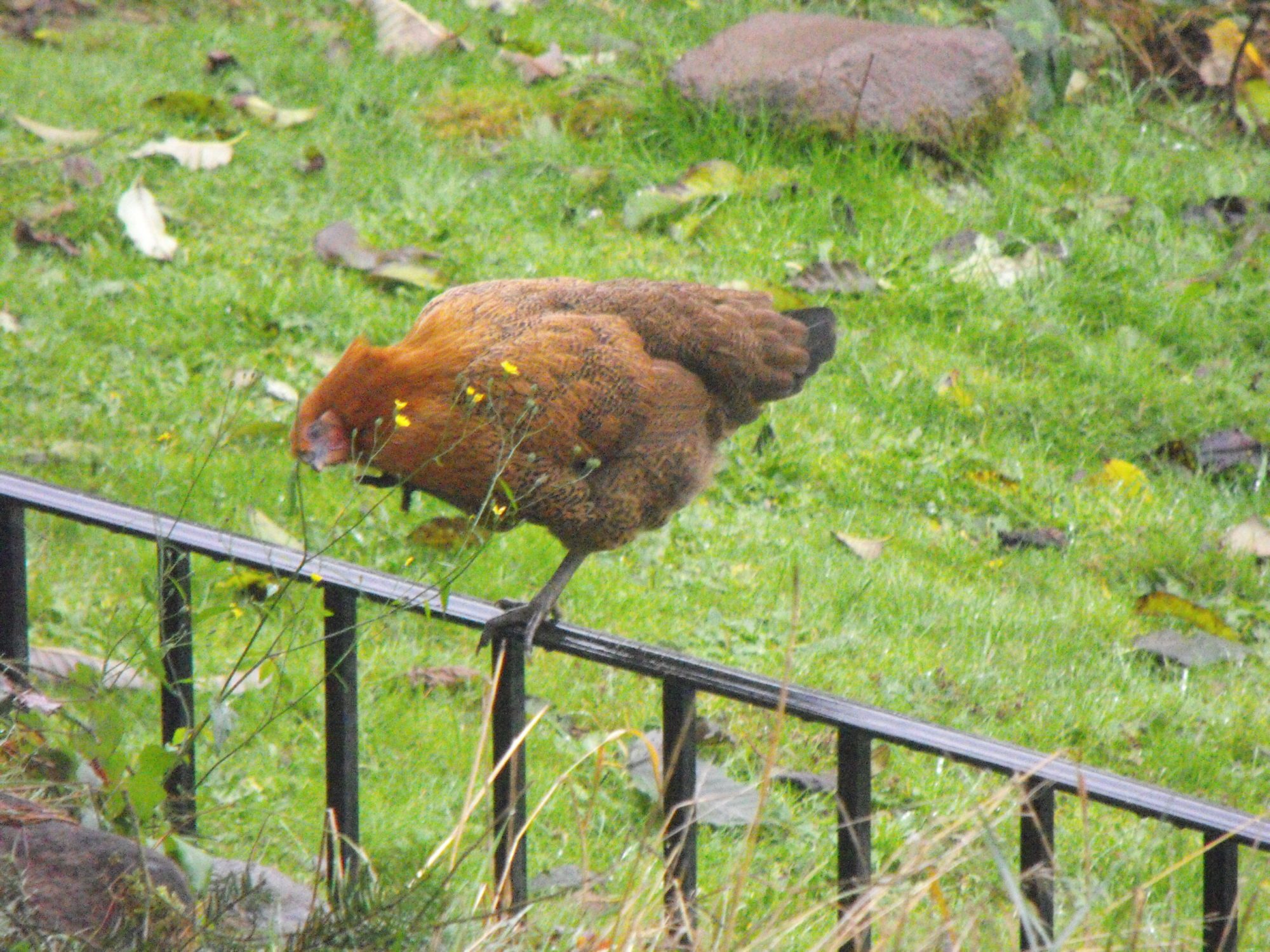 New brooder 2012