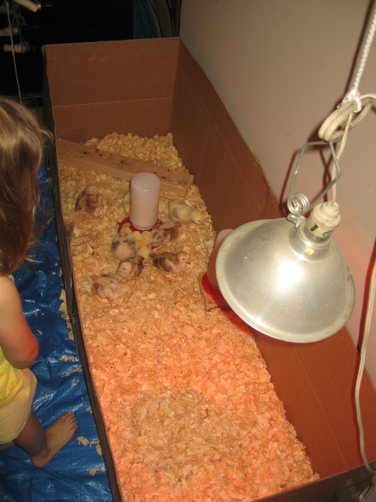 New brooder box setup, much more room for the little ones.