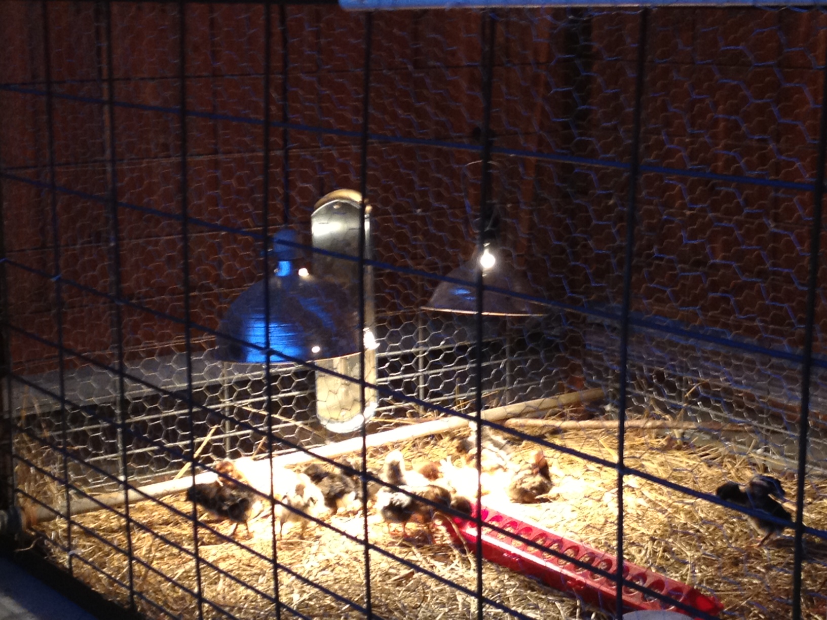 New brooder close up